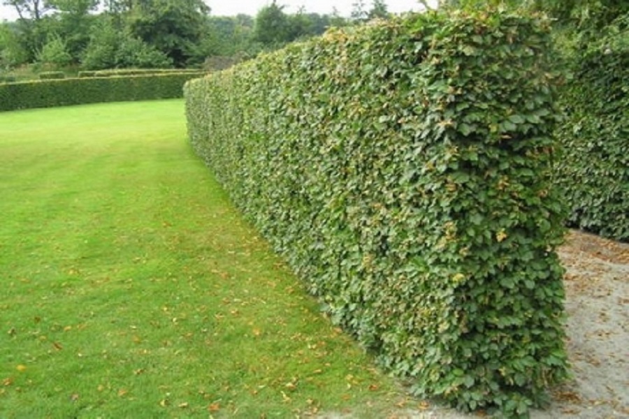 Stříhání živých plotů