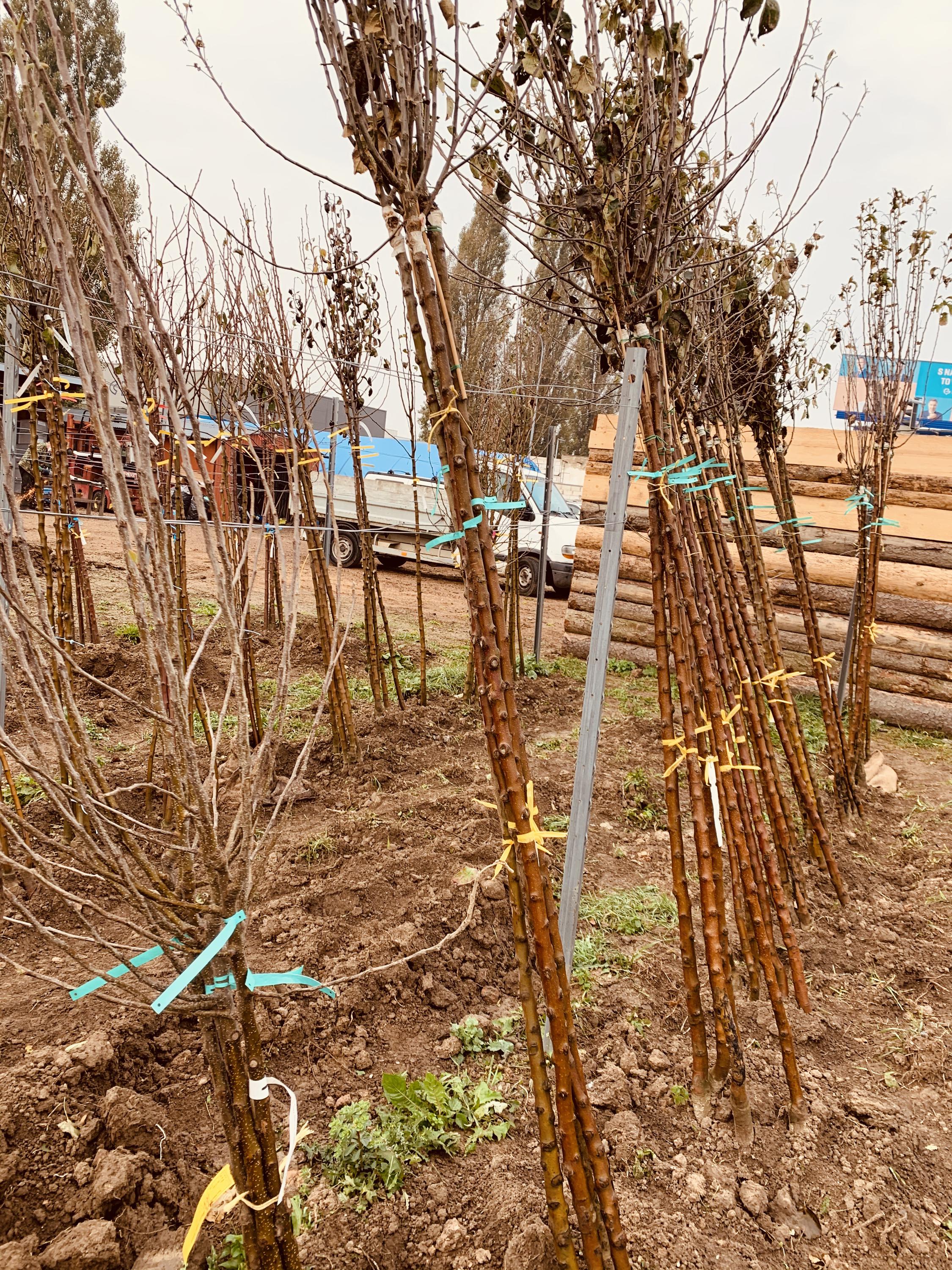 Zahradnictví Na Růžku - GOZ GARDEN foto 6