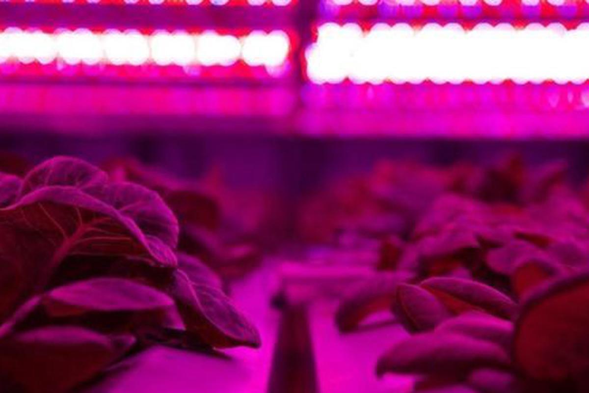 EasyGrow Lighting foto 2