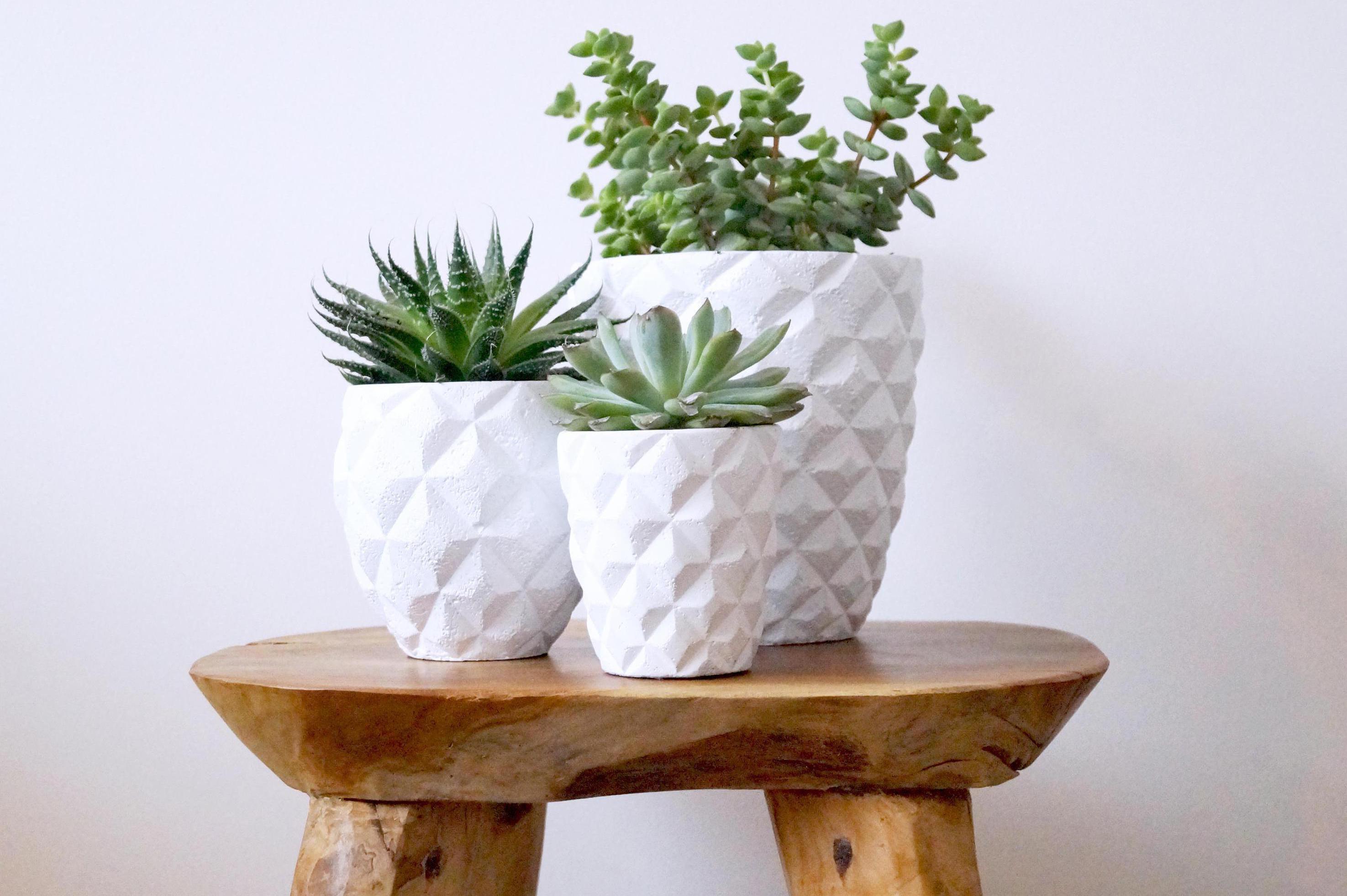 Daniel Beránek - Paloma deco