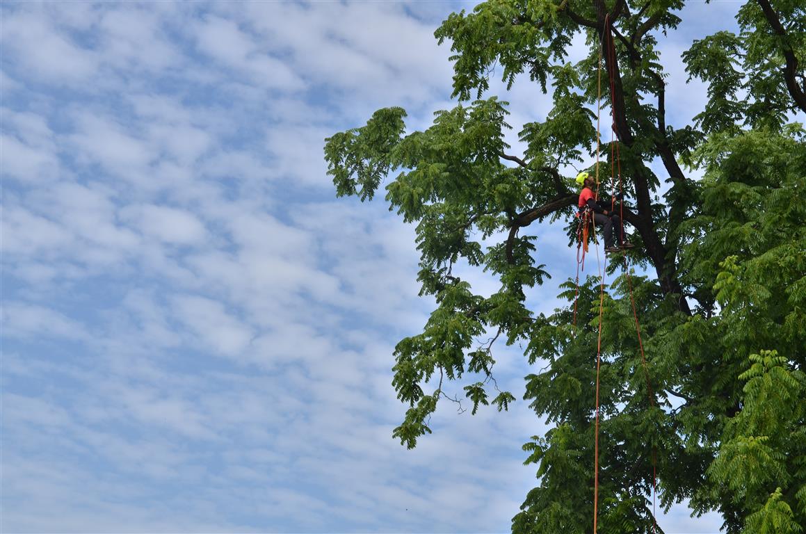 STROMOLEZCI Frýdek-Místek foto 3