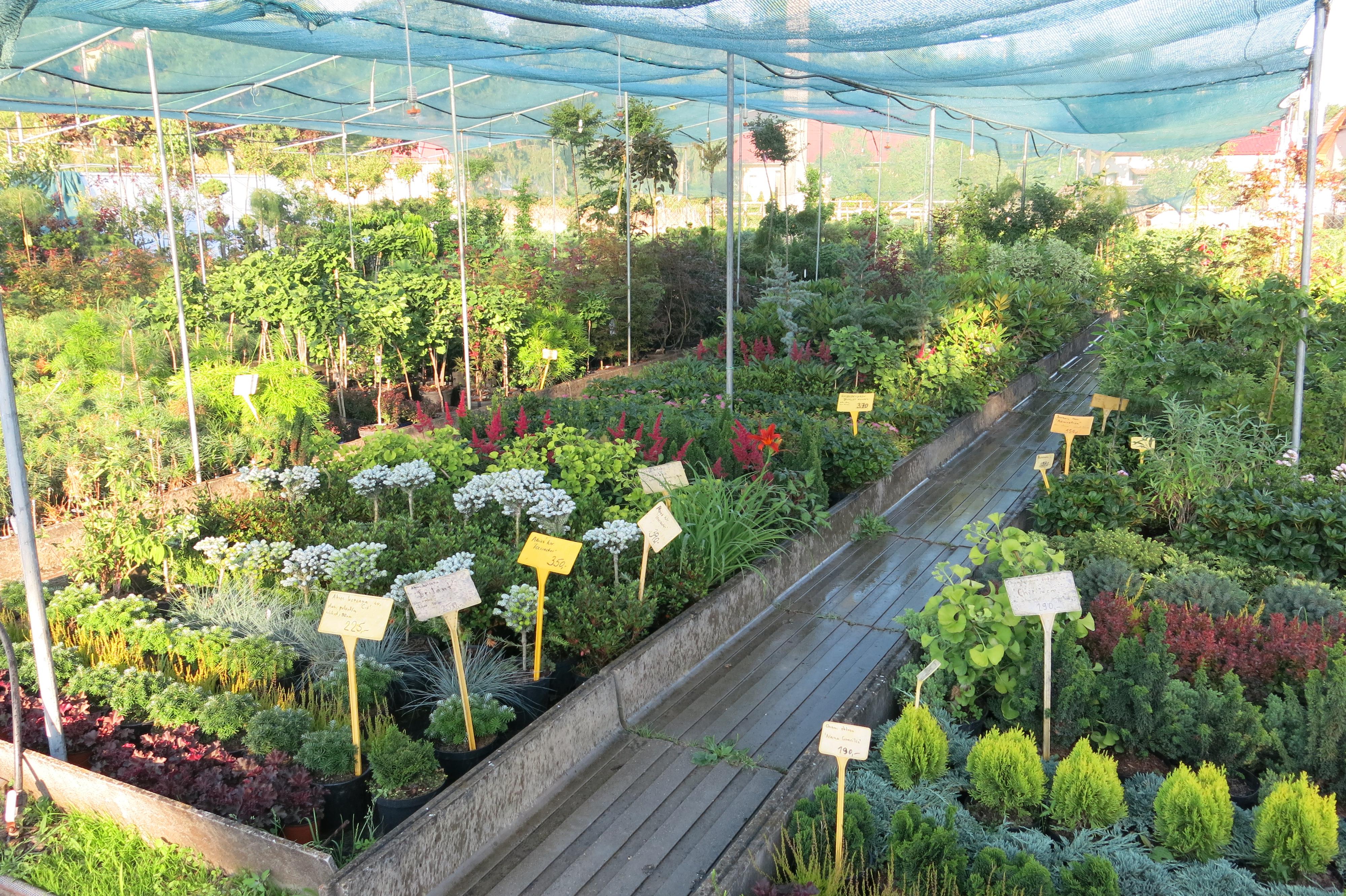 Okrasné dřeviny Jalubí