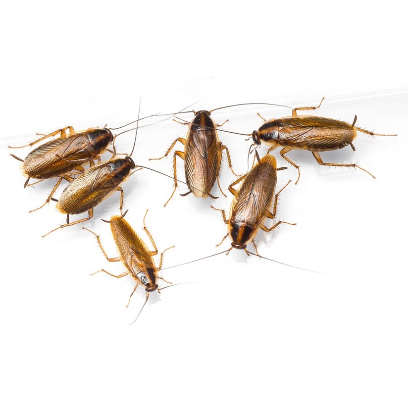 Deratizace, Dezinsekce, Dezinfekce Hubim.cz foto 2