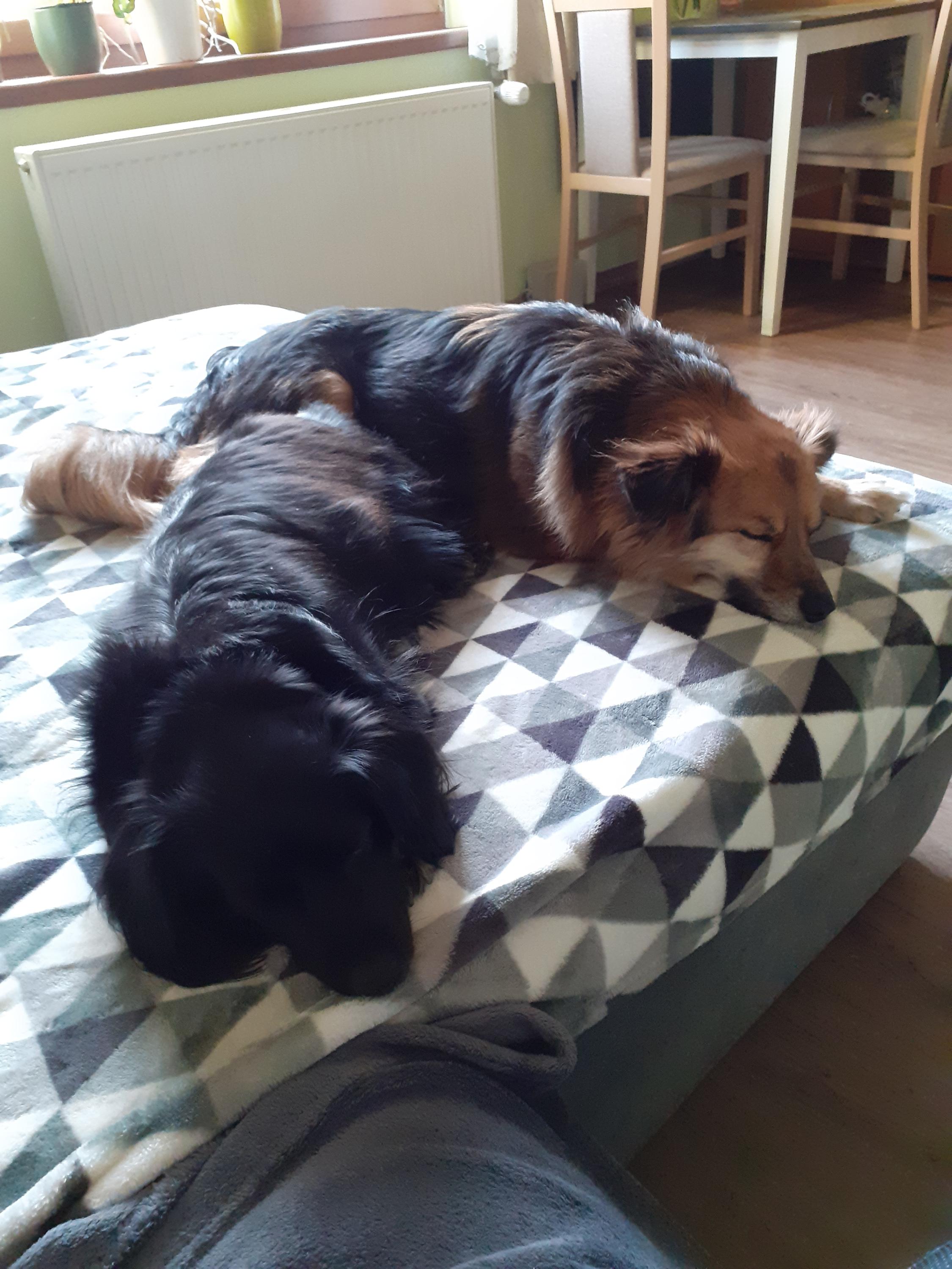 Penzion pro psy Lucky - ubytování pro psy, psí hotel foto 4