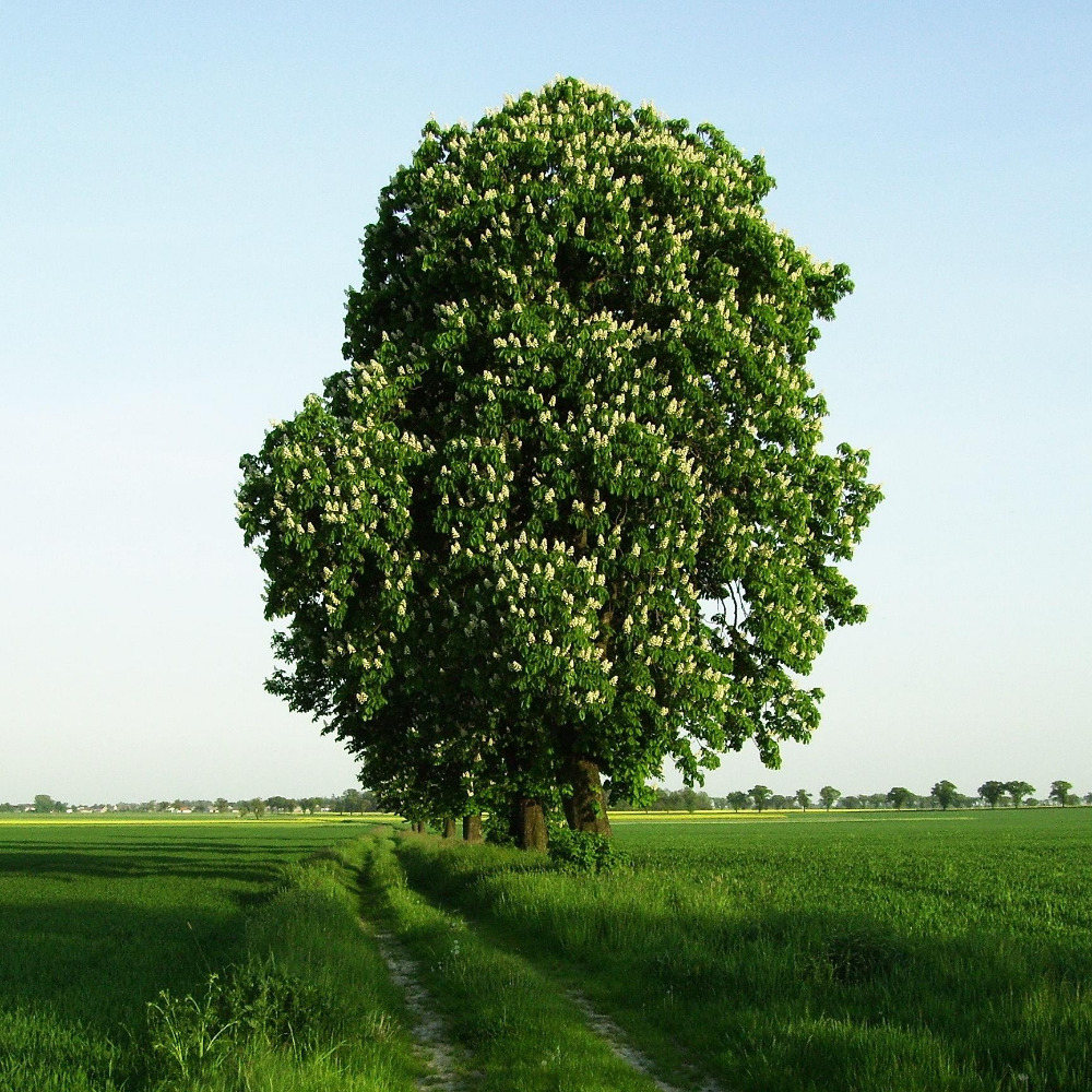 Kácení a údržba flóry Antonín Kollman foto 2