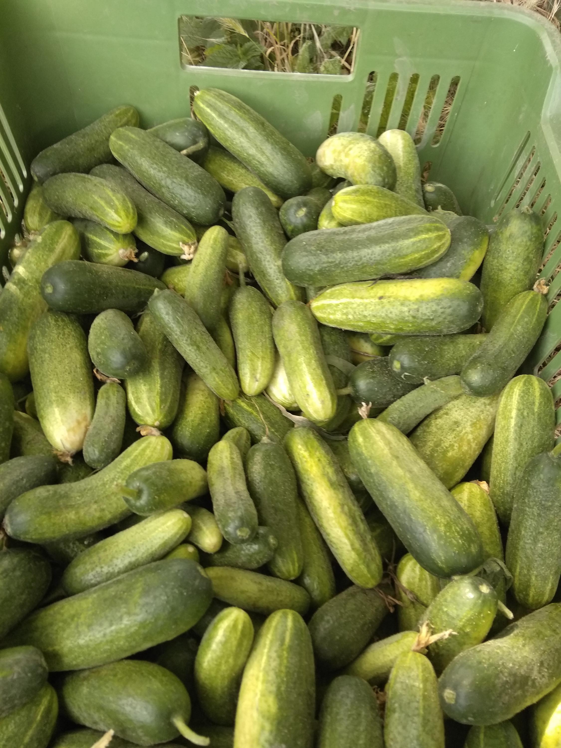 Jiří Veselý foto 1