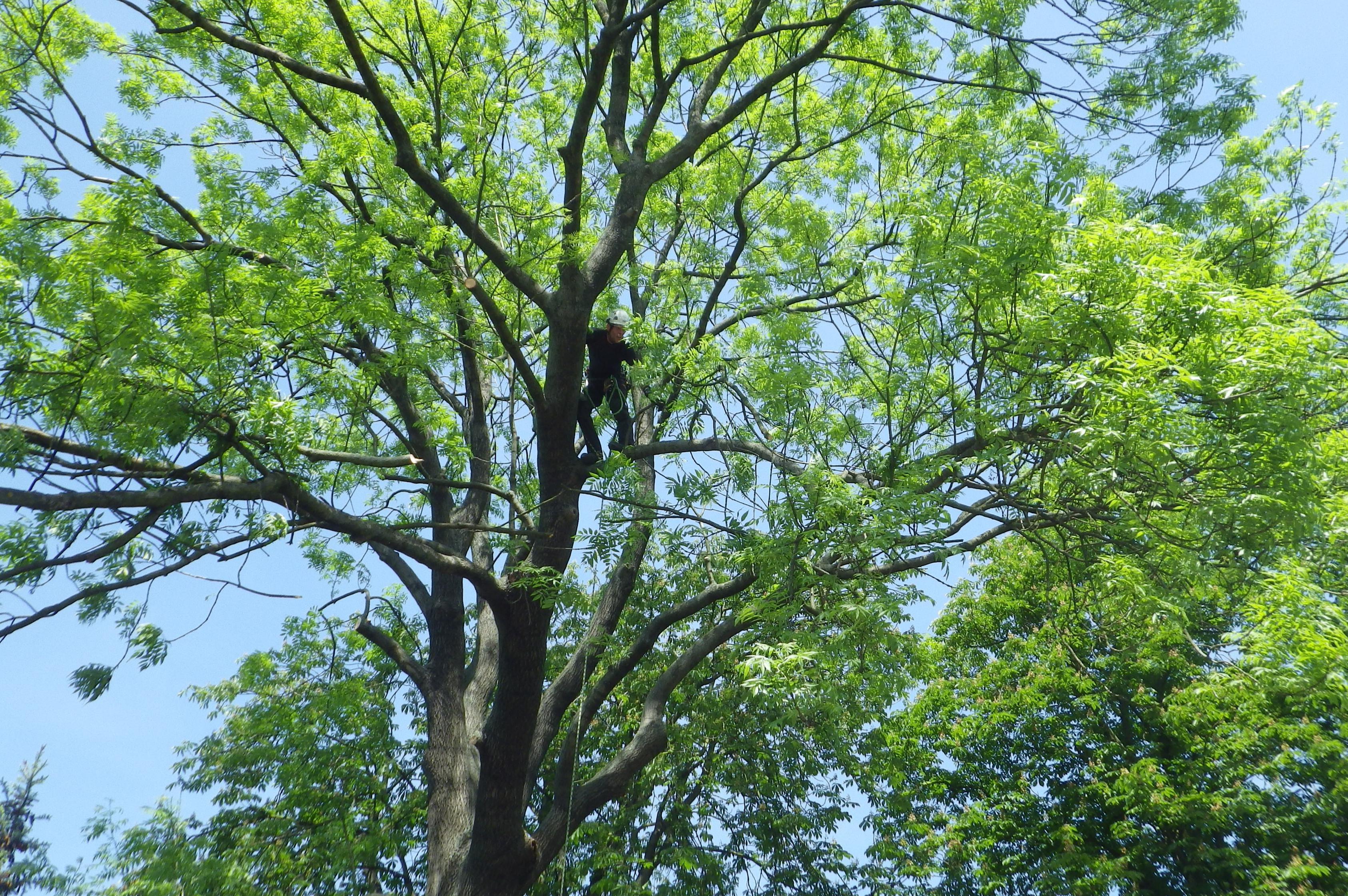 ARBORSERVICES - Šolc s.r.o.