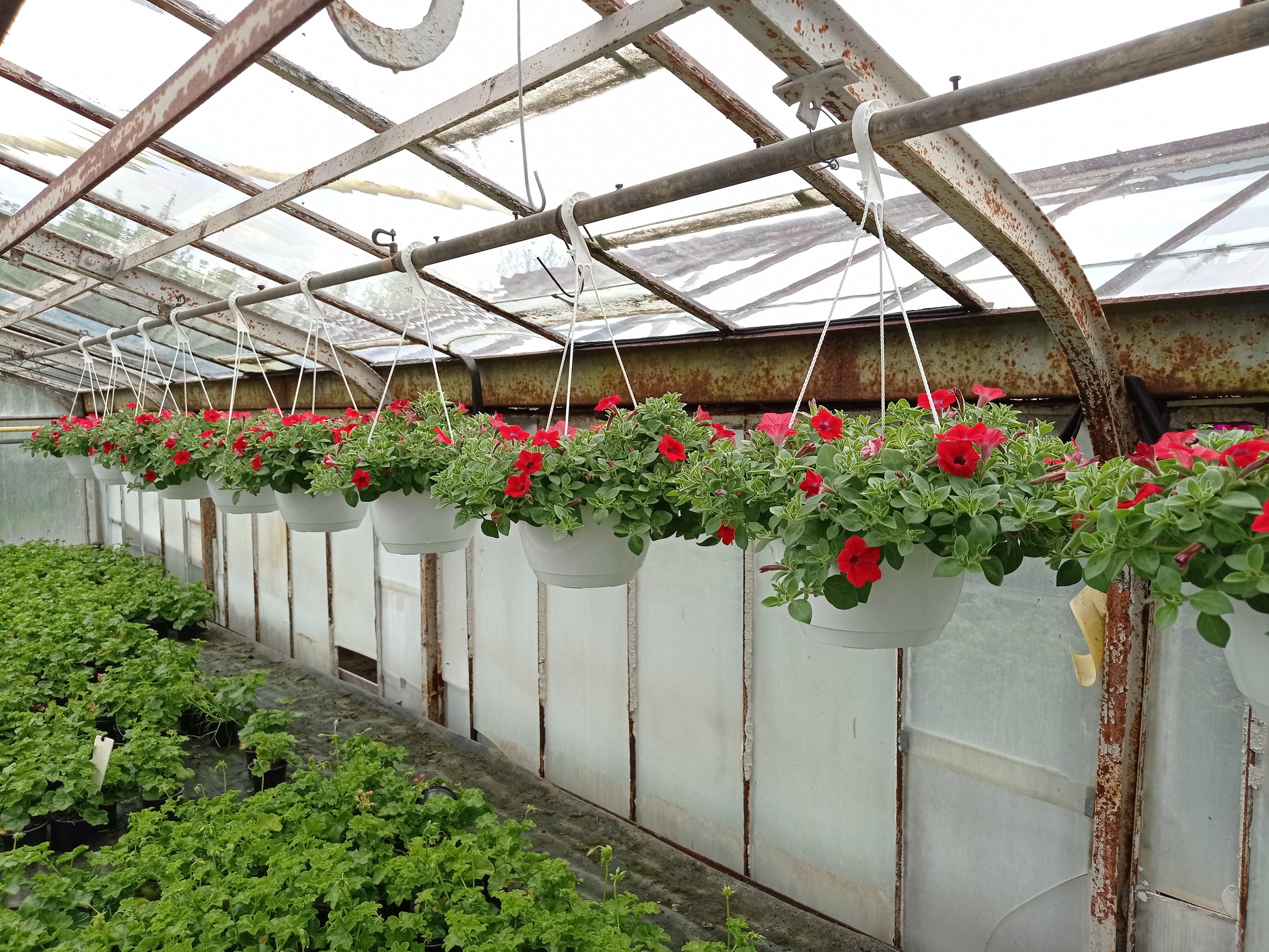 Zahradnictví Sládeček - Květena Opava foto 6