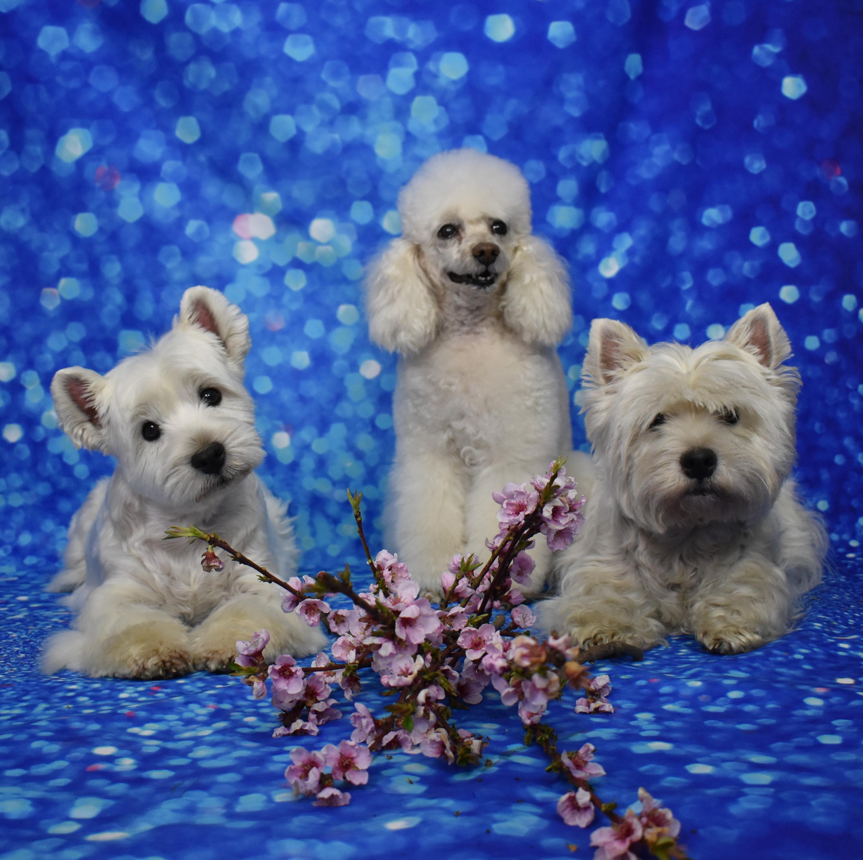 Psí salon a lázně Bety foto 4