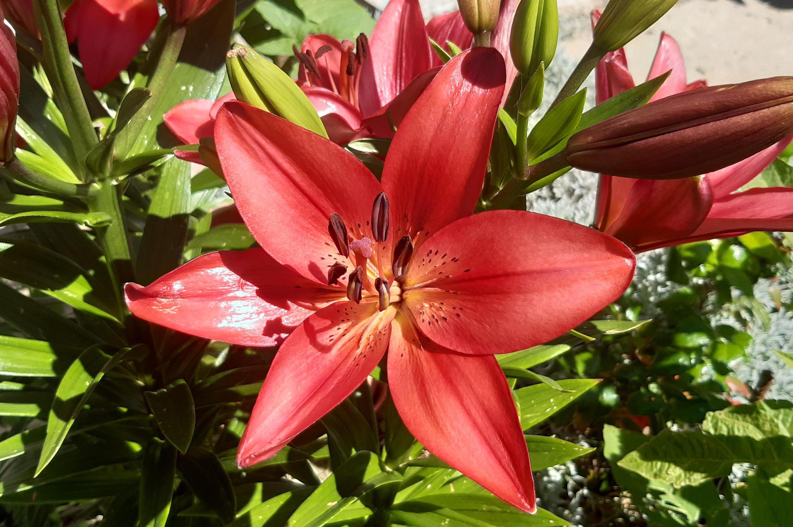 Zahradnictví v Černém