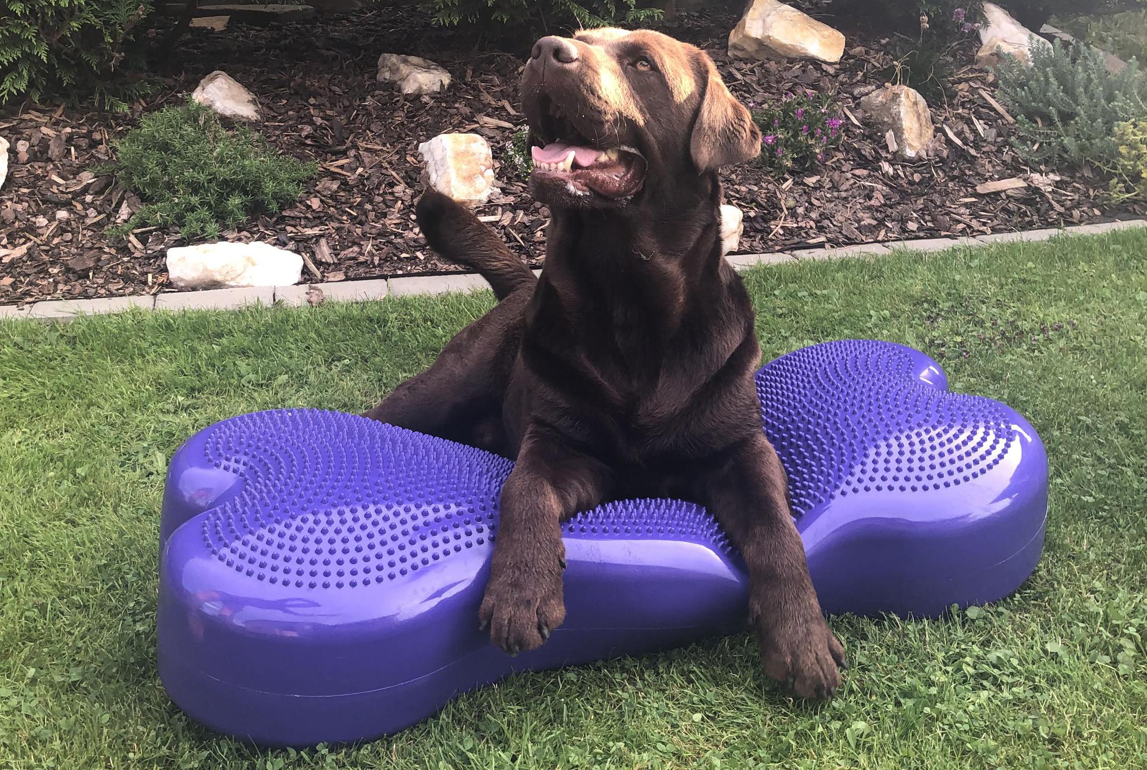 Fyzioterapie psů - Anna Mandousová