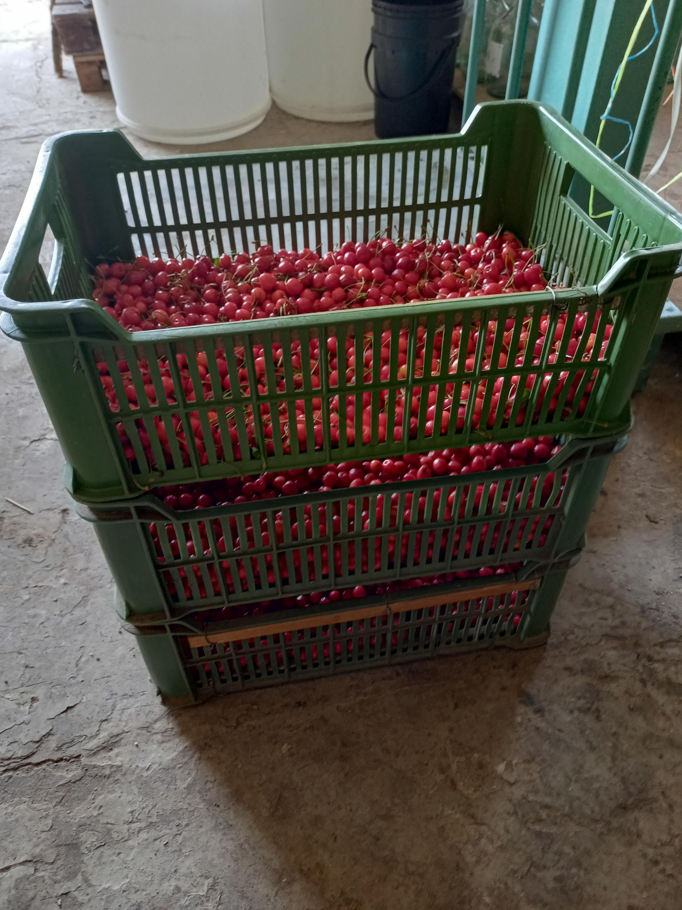 PÁLENICE KOPIDLNO s.r.o. foto 2