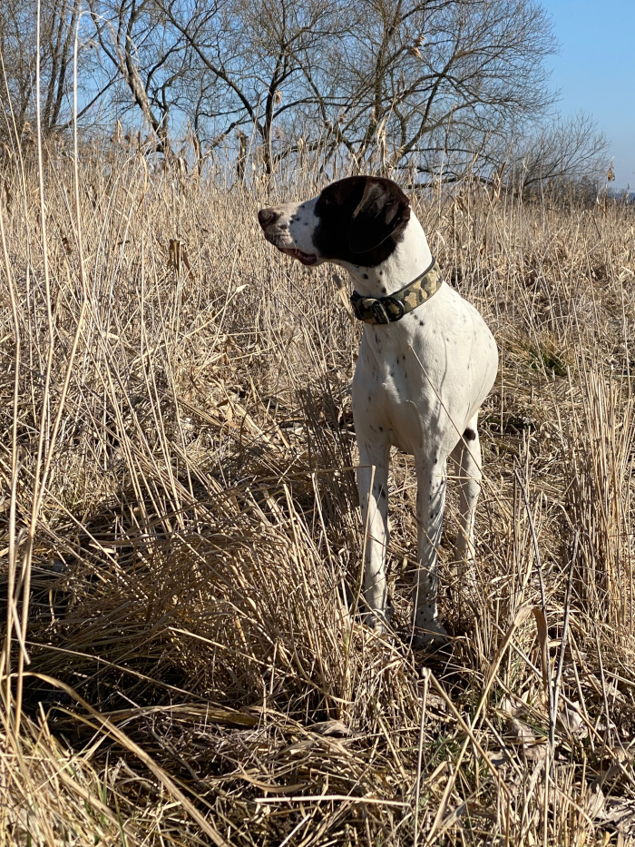 Chovatelská stanice NKO Od stříbrných prutů foto 2