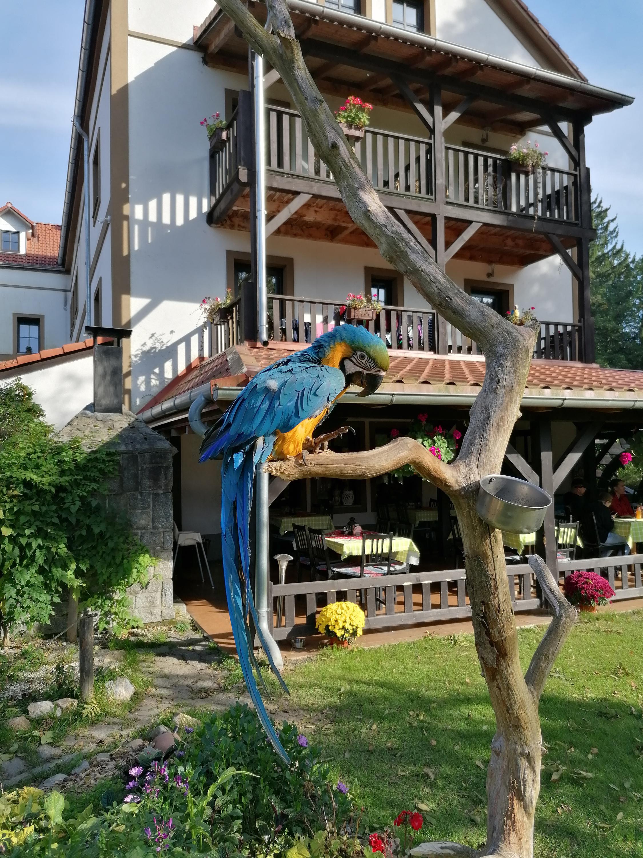 Restaurace Borovanský mlýn foto 6