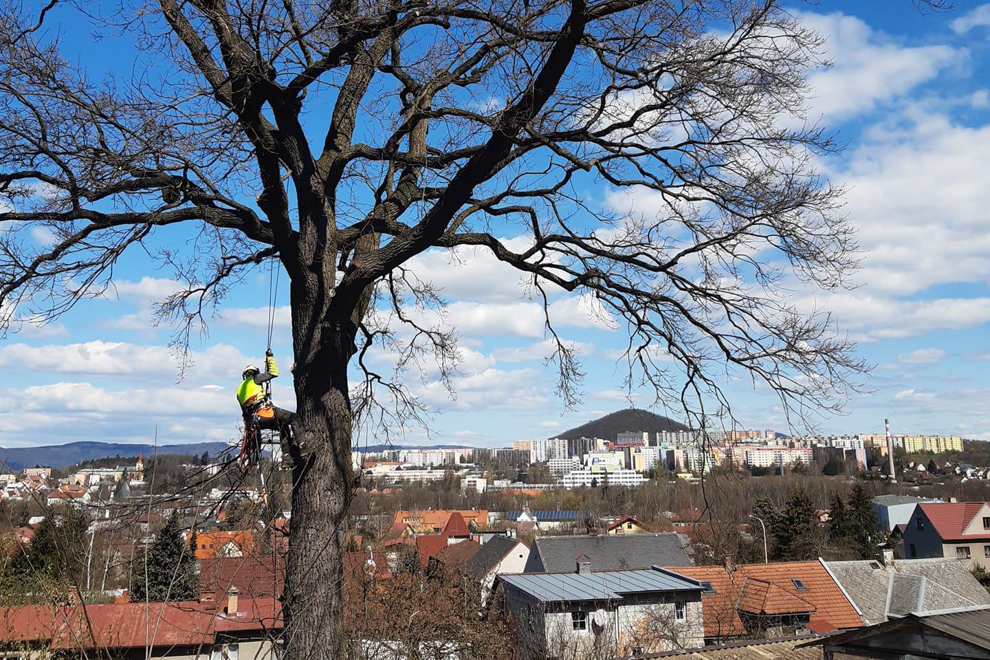 VSEPROSTROMY.CZ - komplexní péče o dřeviny