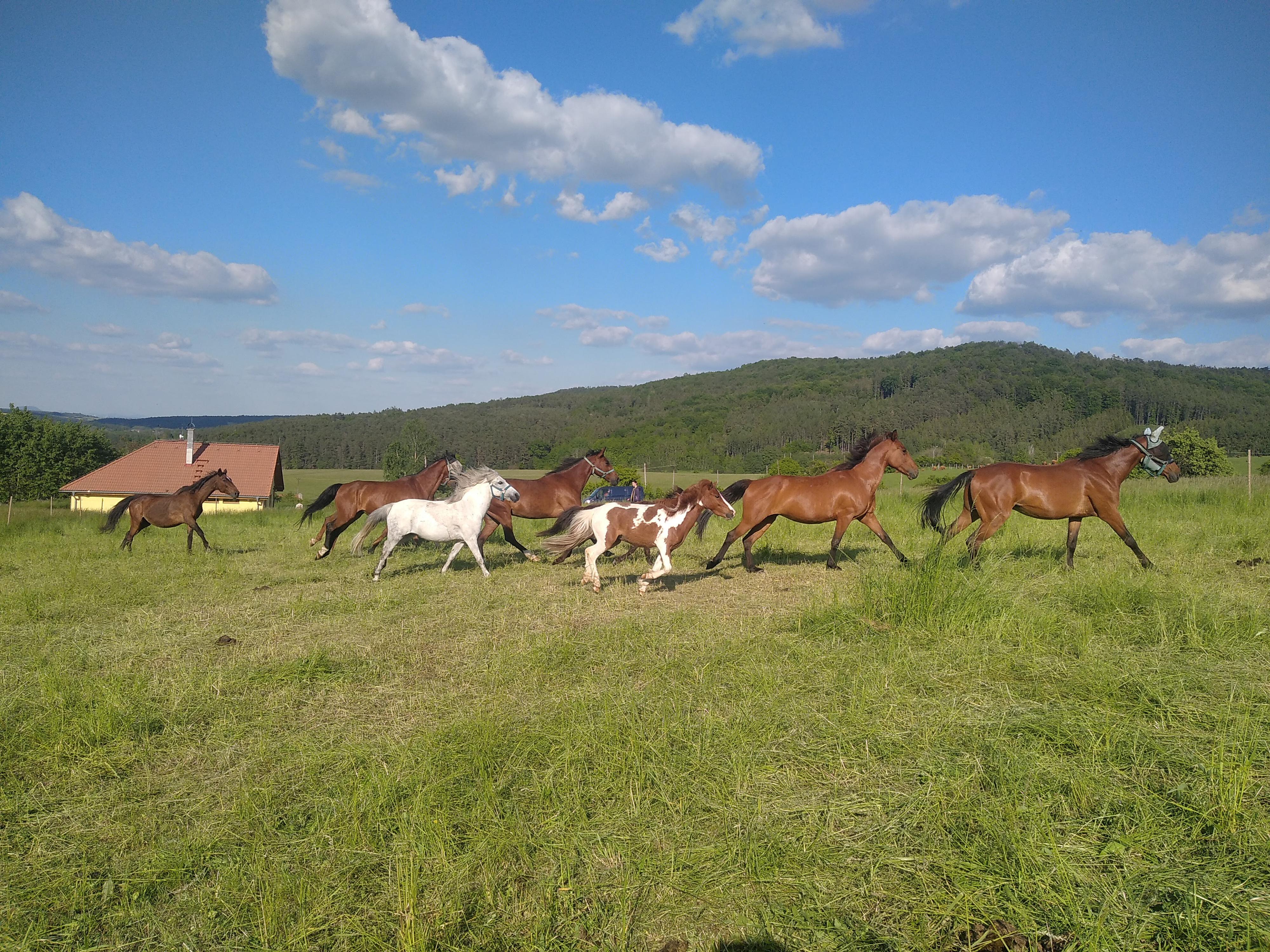 Ranč Kami z.s foto 6