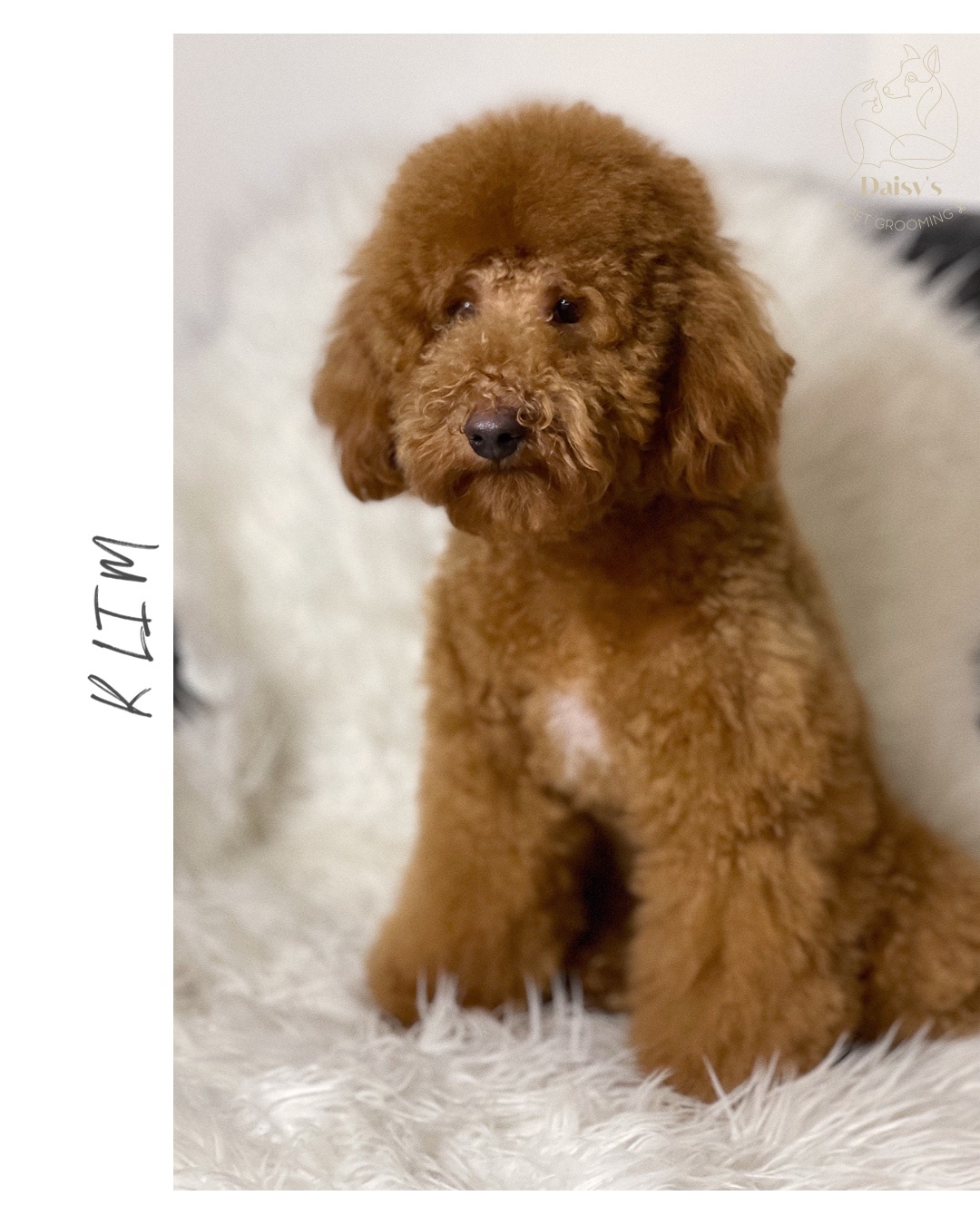 Daisy’s pet grooming foto 3