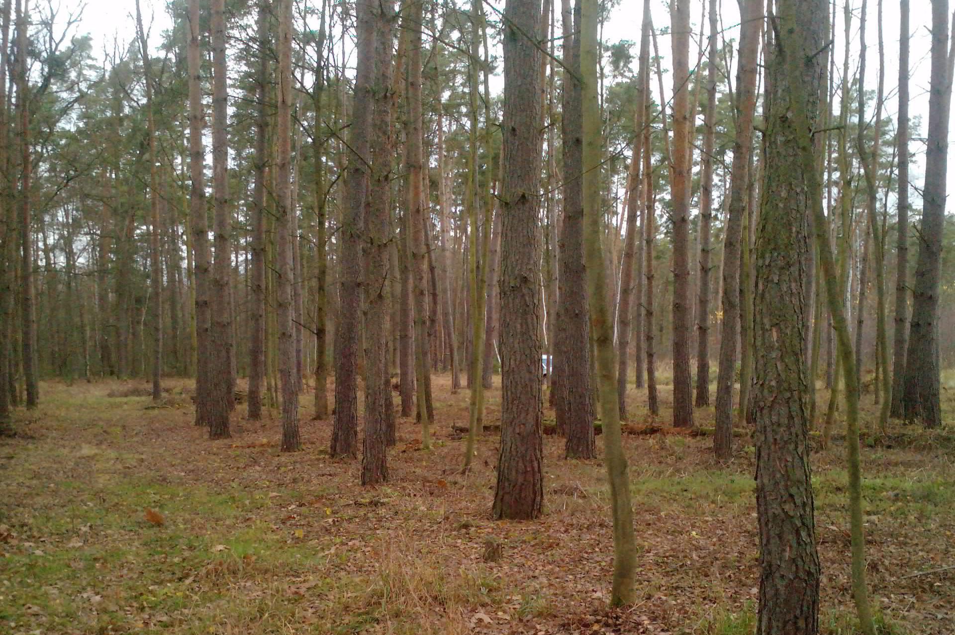 Prodej palivového dřeva Staré Hradiště