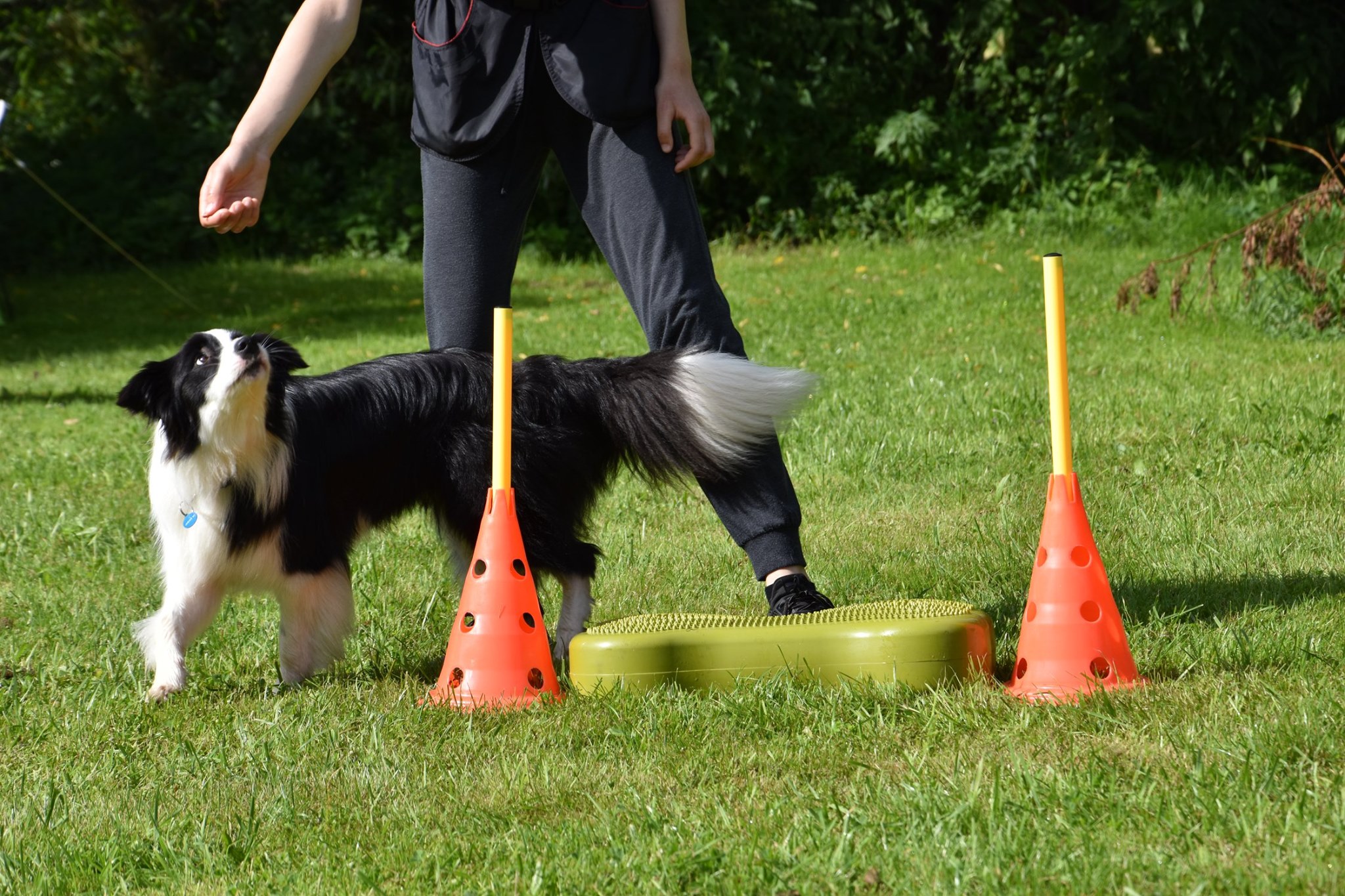 Psí škola Dancing Dogs foto 3