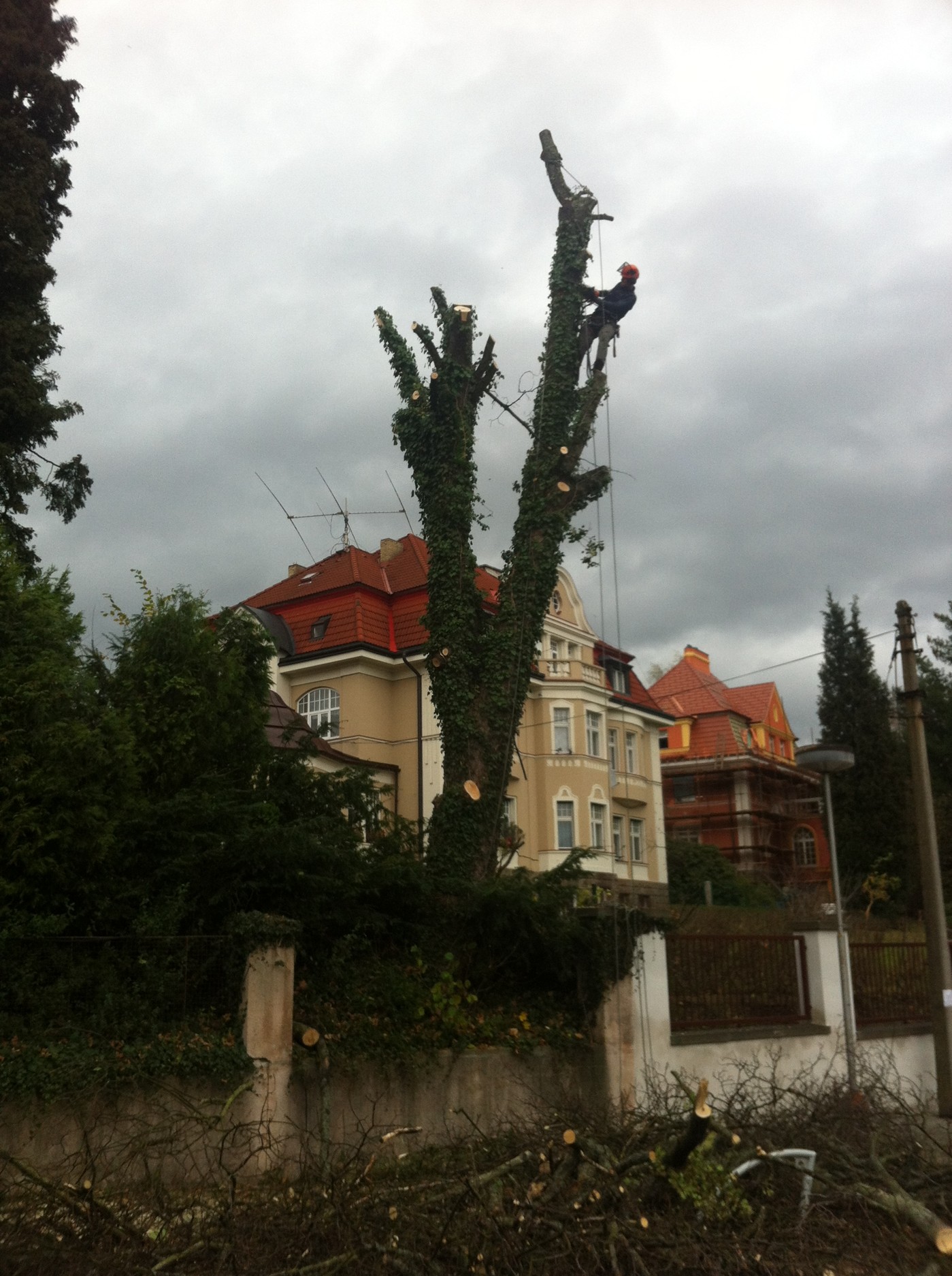 Urban trees foto 3