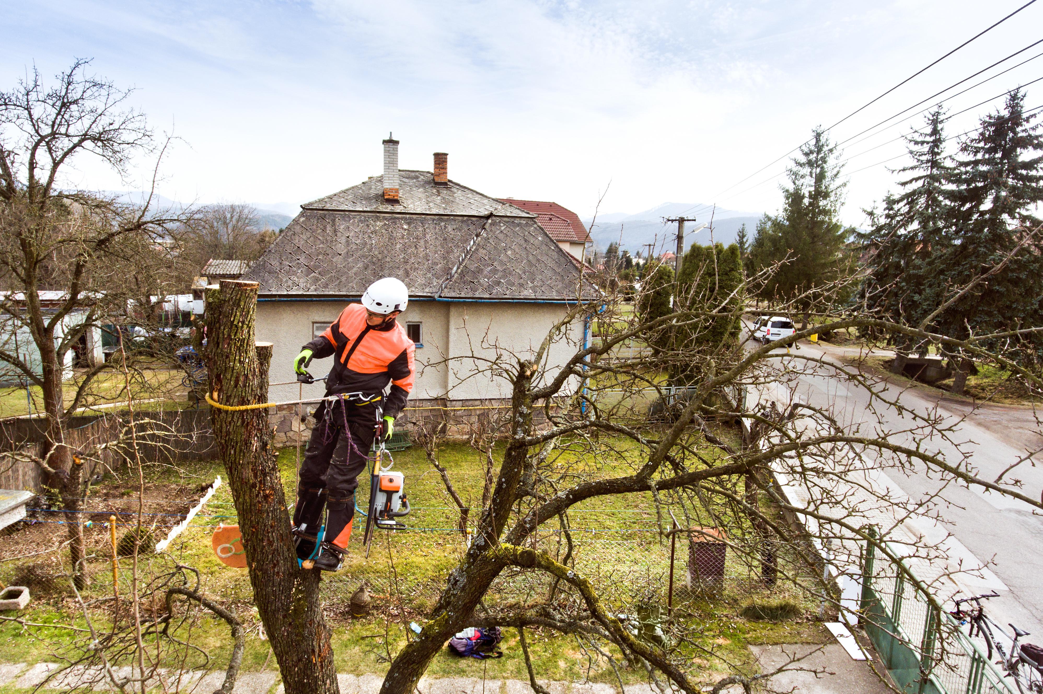 Kácení stromů Brno