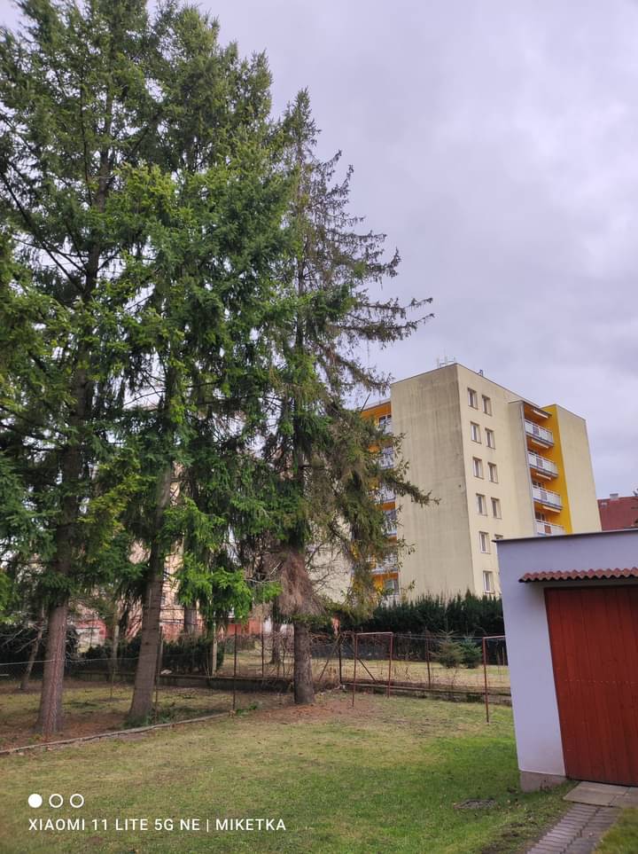 Jiří Miketa - Rizikové kácení a řezy stromů foto 2