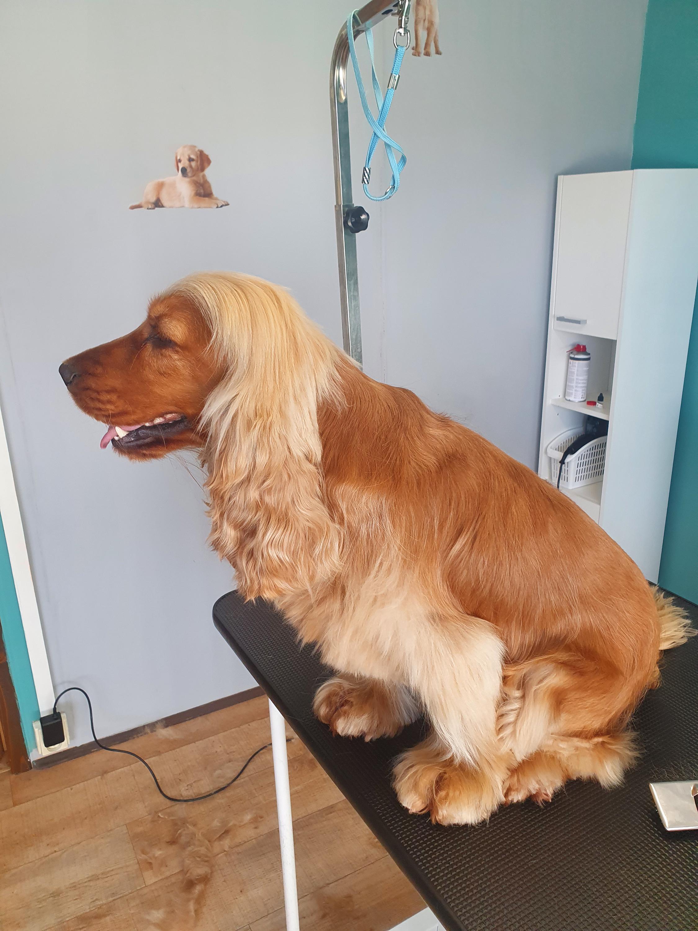 Psí salon Henrieta foto 4