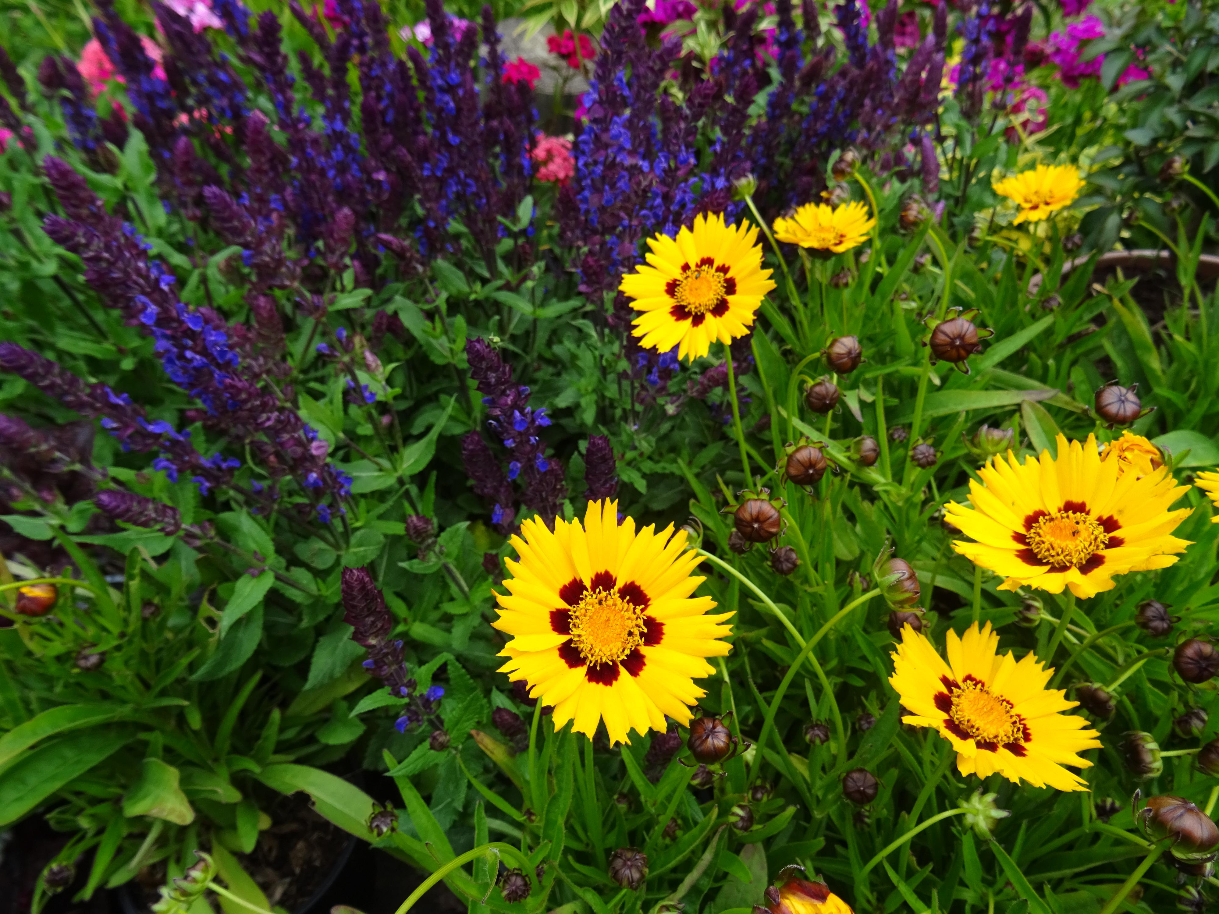 Květinářství Kovalčík foto 3