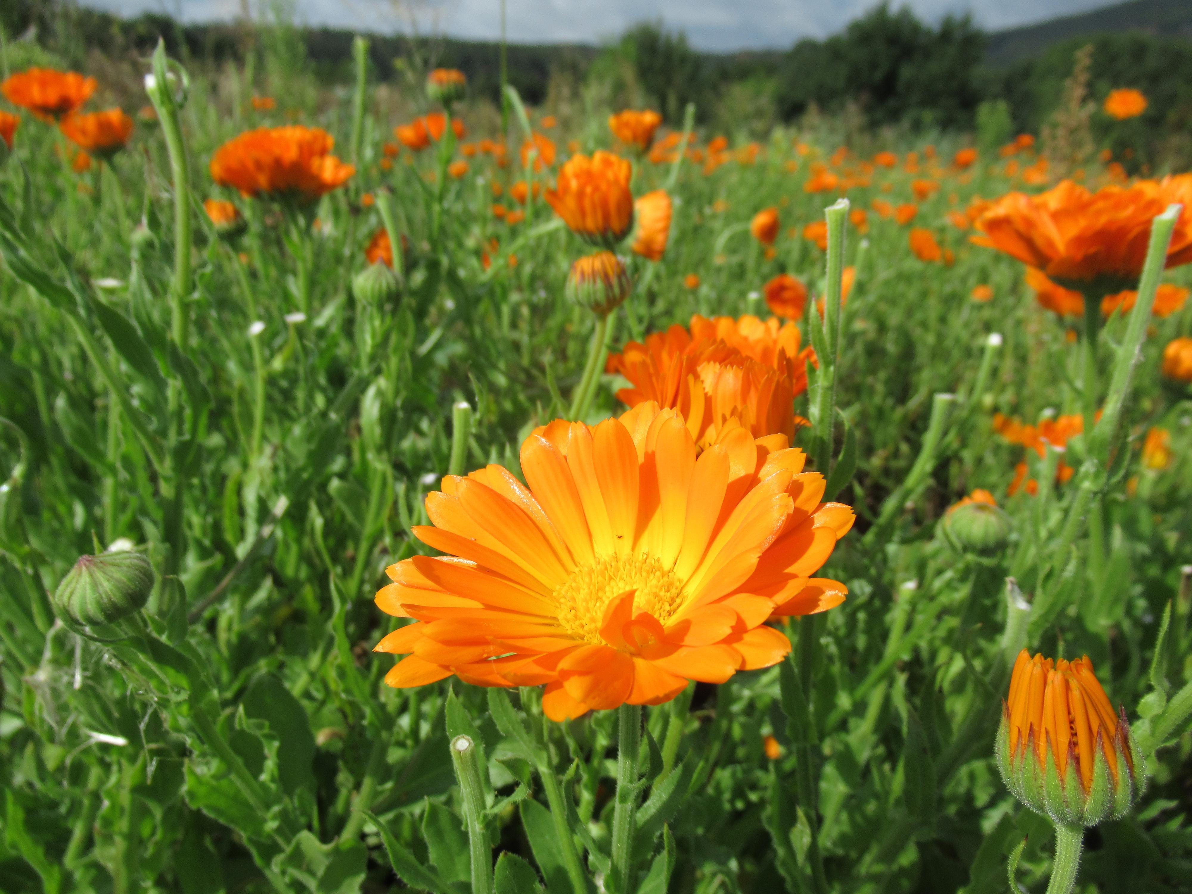 Experimentální zahrada pod Blaníkem foto 2