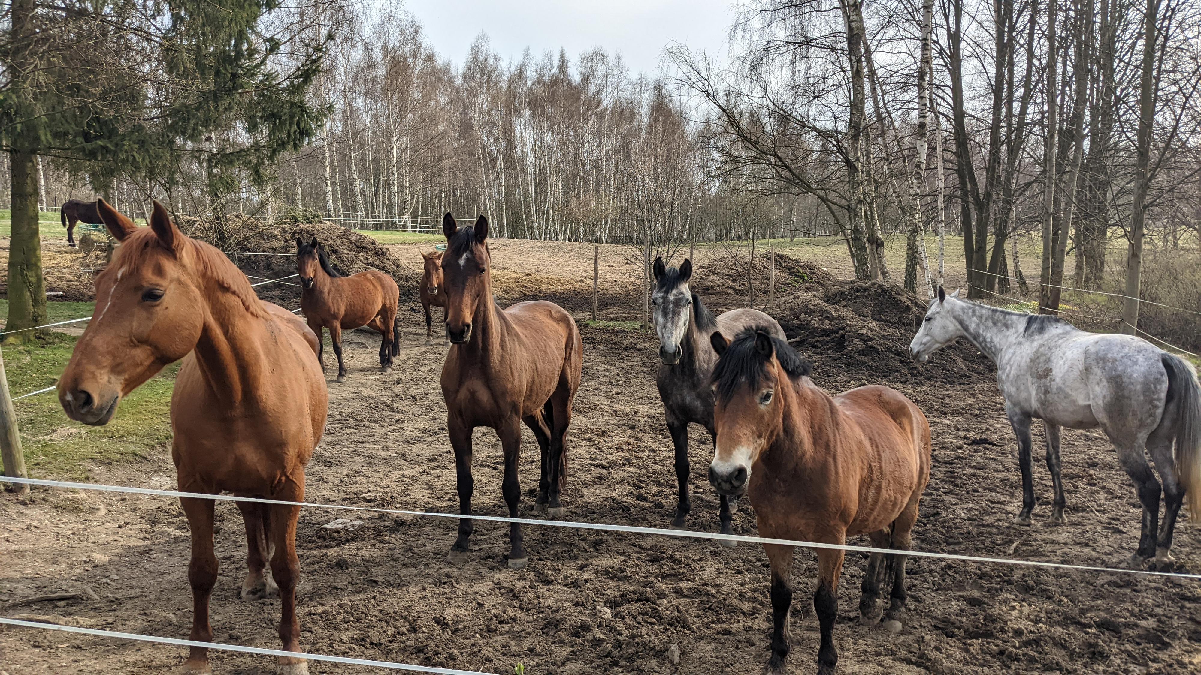 JK Quatrefoil, z.s. foto 2