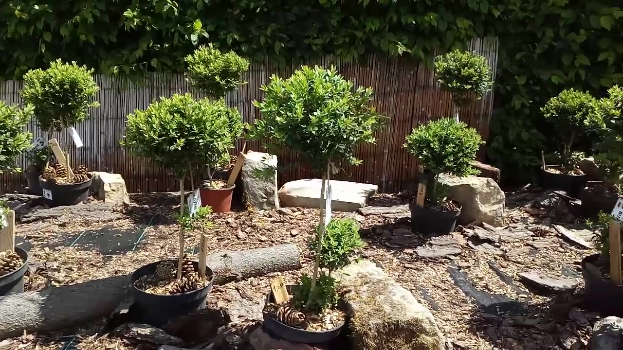 Okrasné keře - BUXUS - Pavel Průša foto 2 (náhled videa)