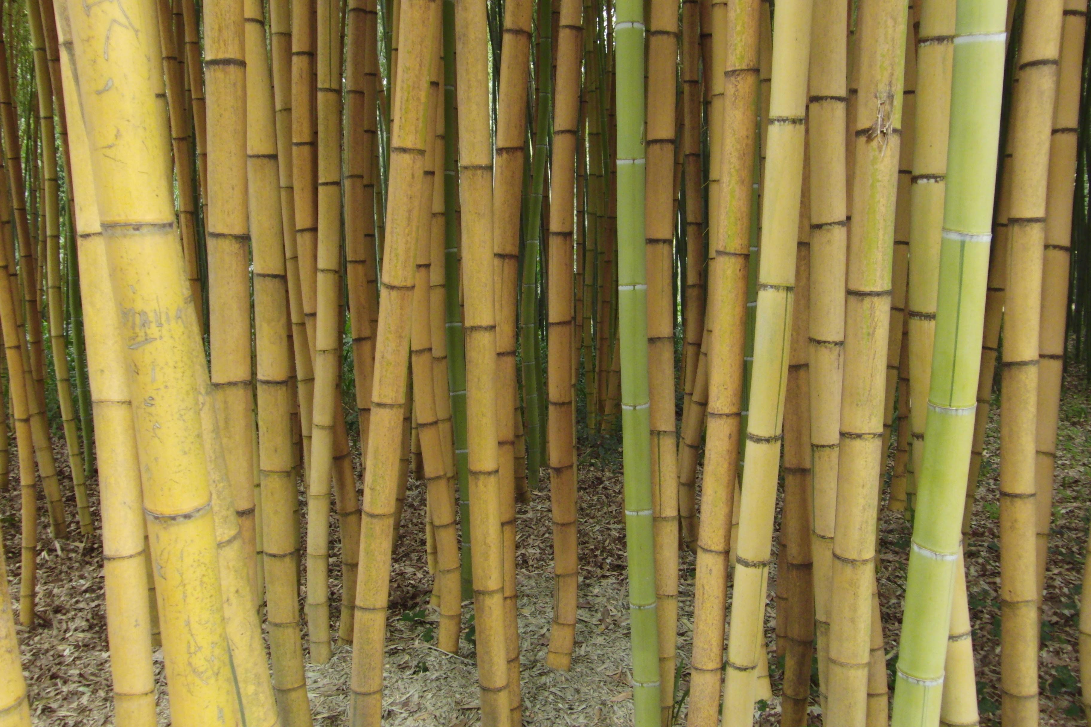 Bambusy.cz - Bambusové zahradnictví Rosteto s.r.o.