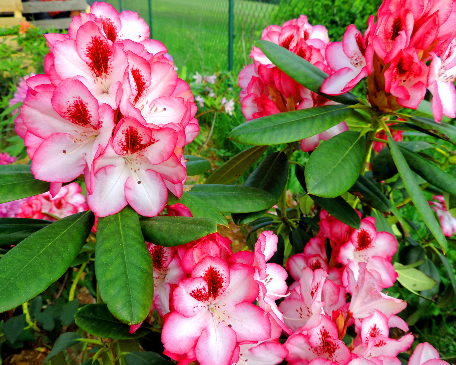 Zahradnictví Na Zázvorce foto 5