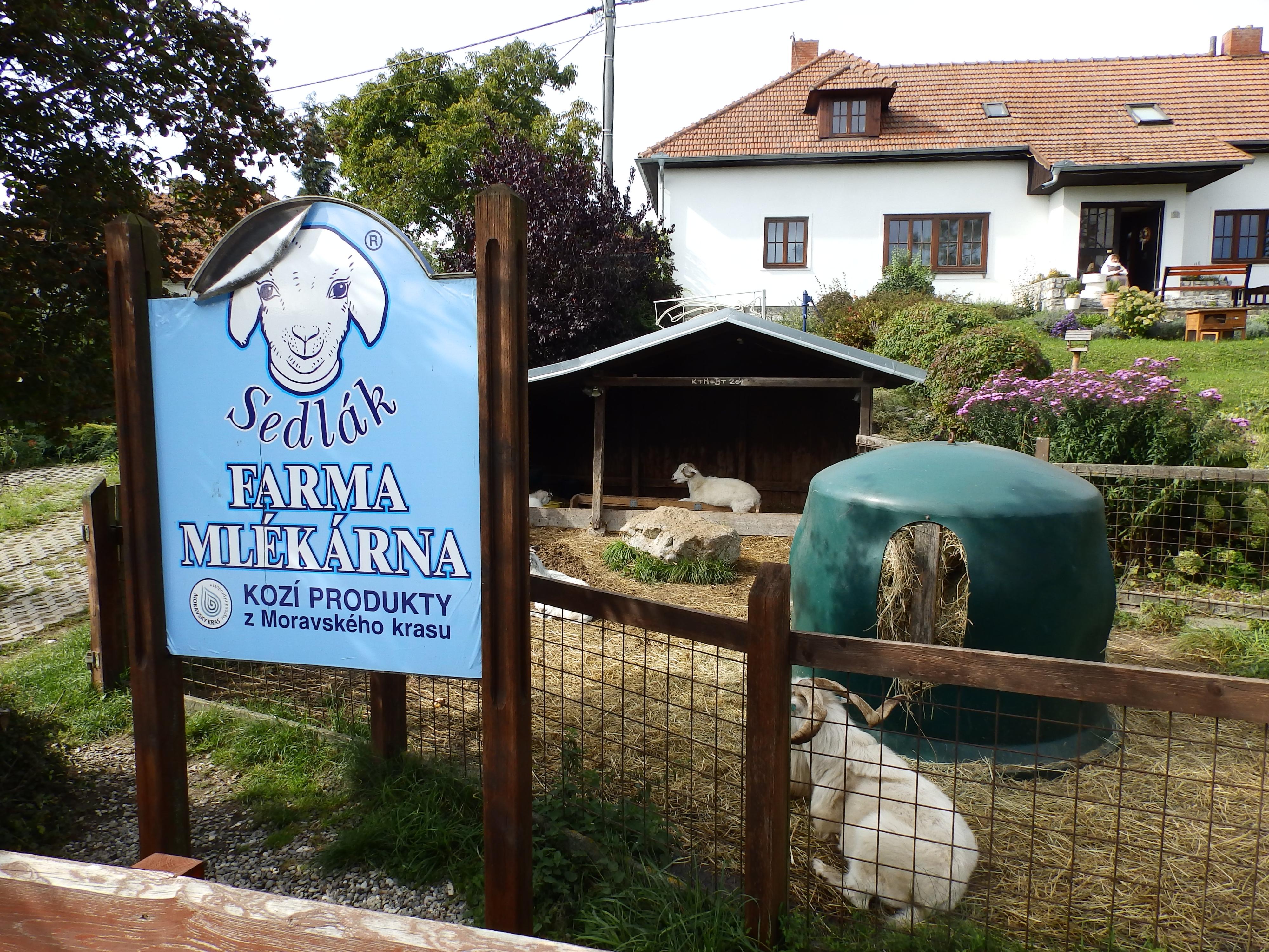 Eva Sedláková -  Farma dojných a kašmírských koz