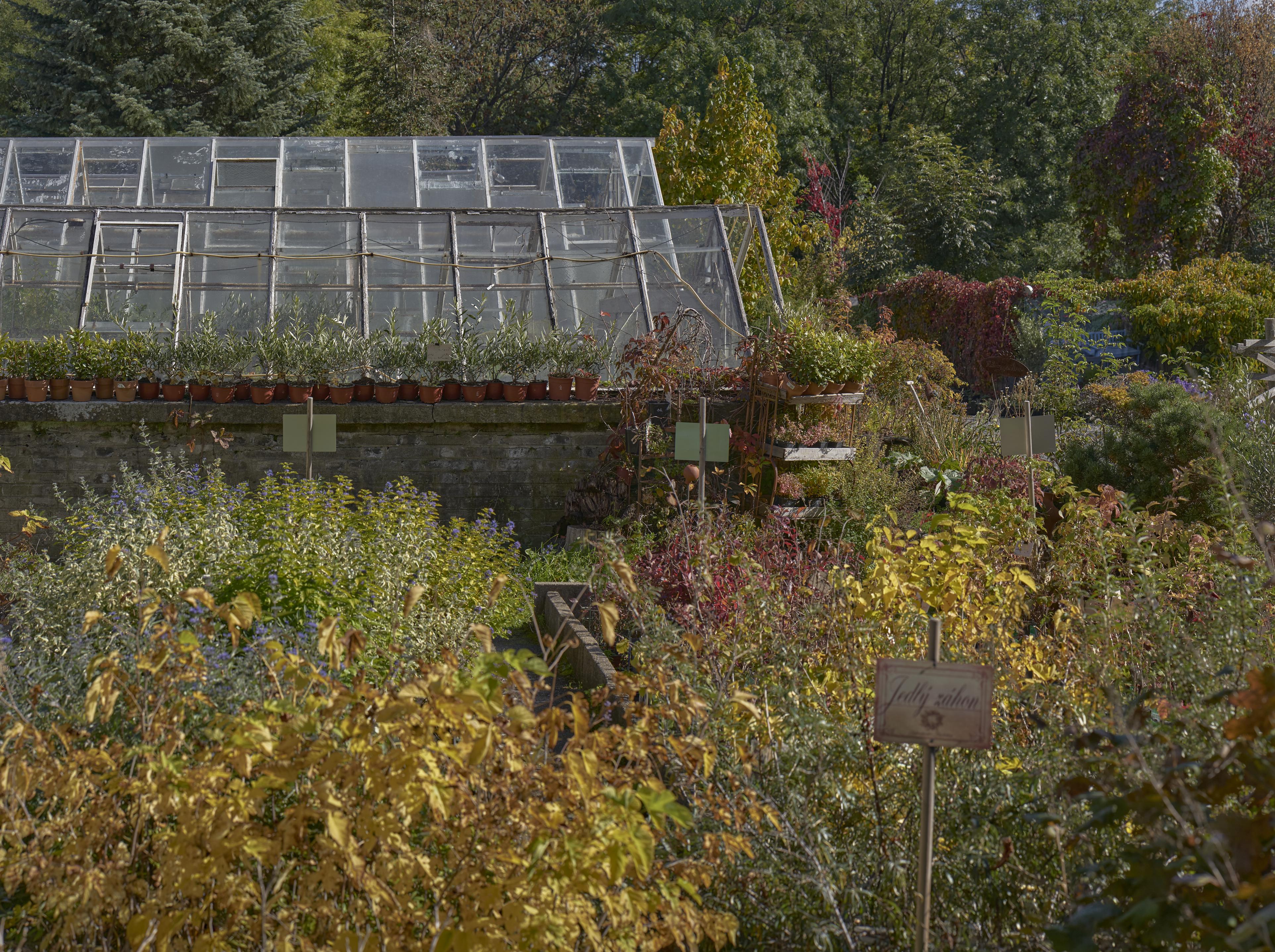 Zahradnictví Krulichovi foto 5