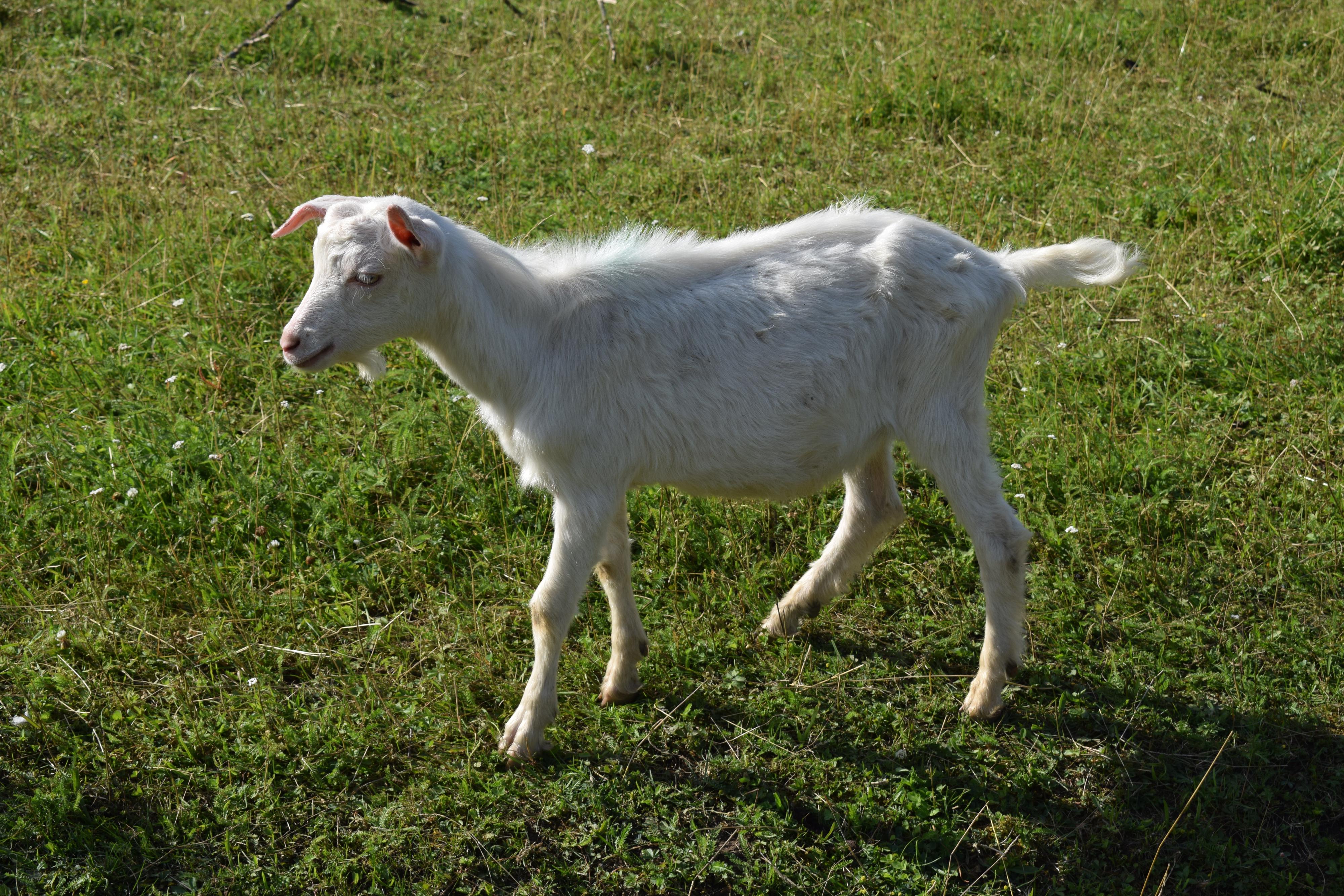 Farma Košík foto 5