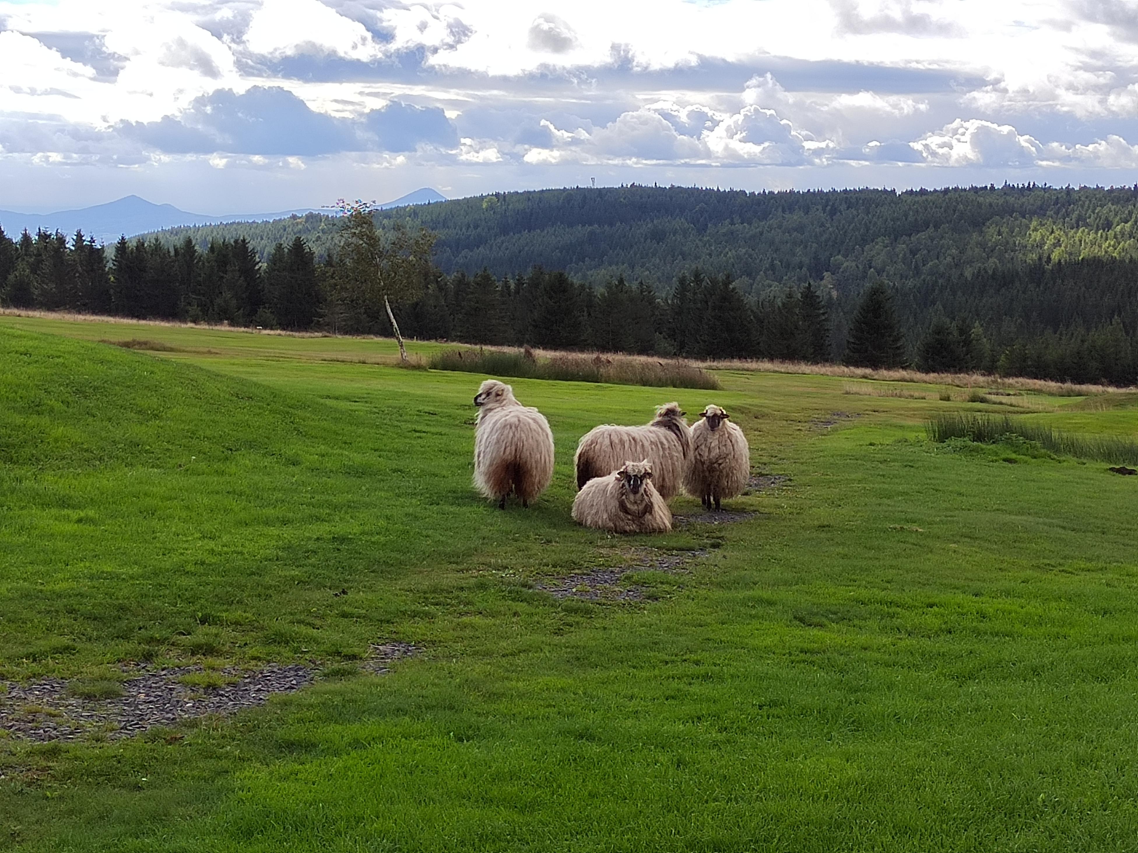 Golf club Teplice foto 5