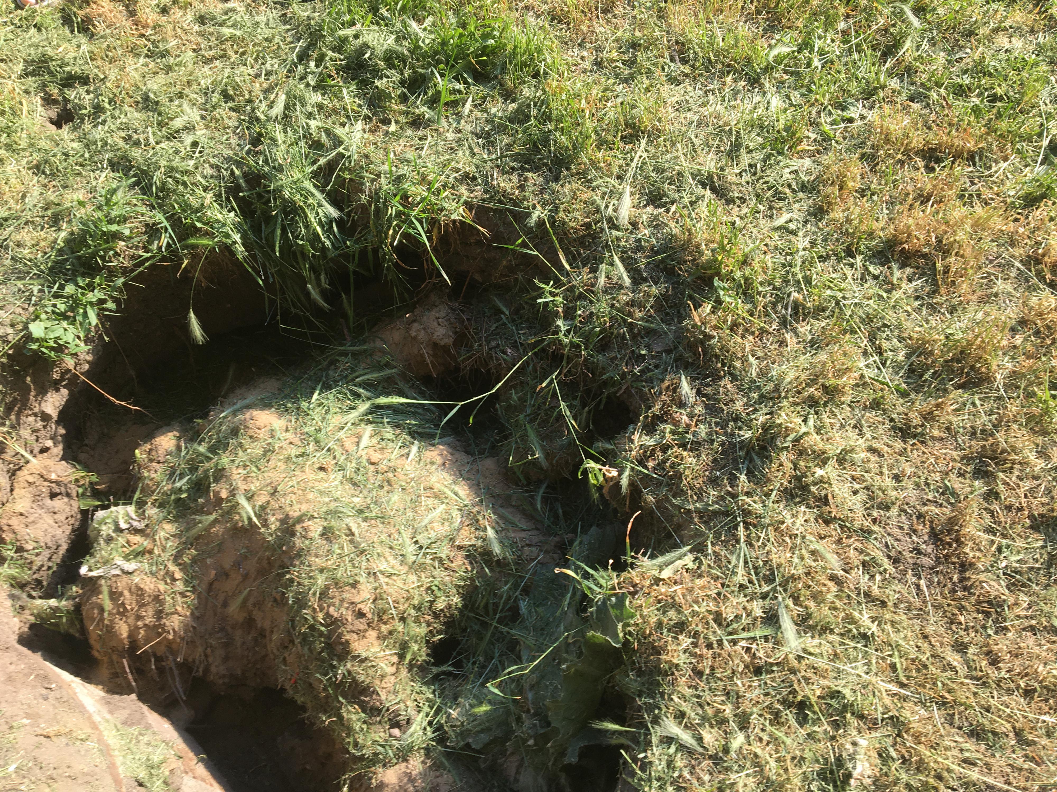 Deratizace a dezinsekce Pavel Šibor foto 5