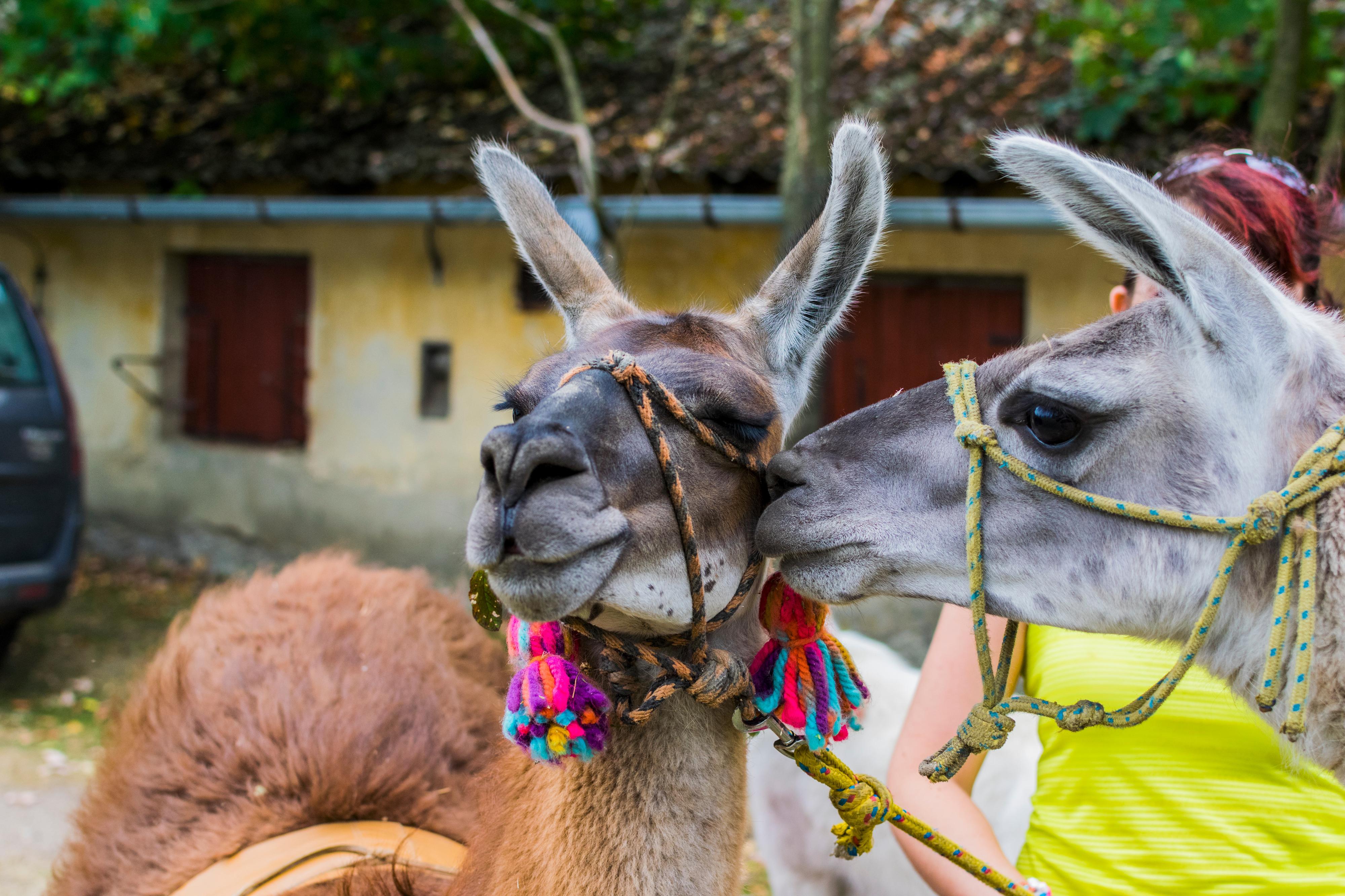FARMA U LAMÁKA foto 4