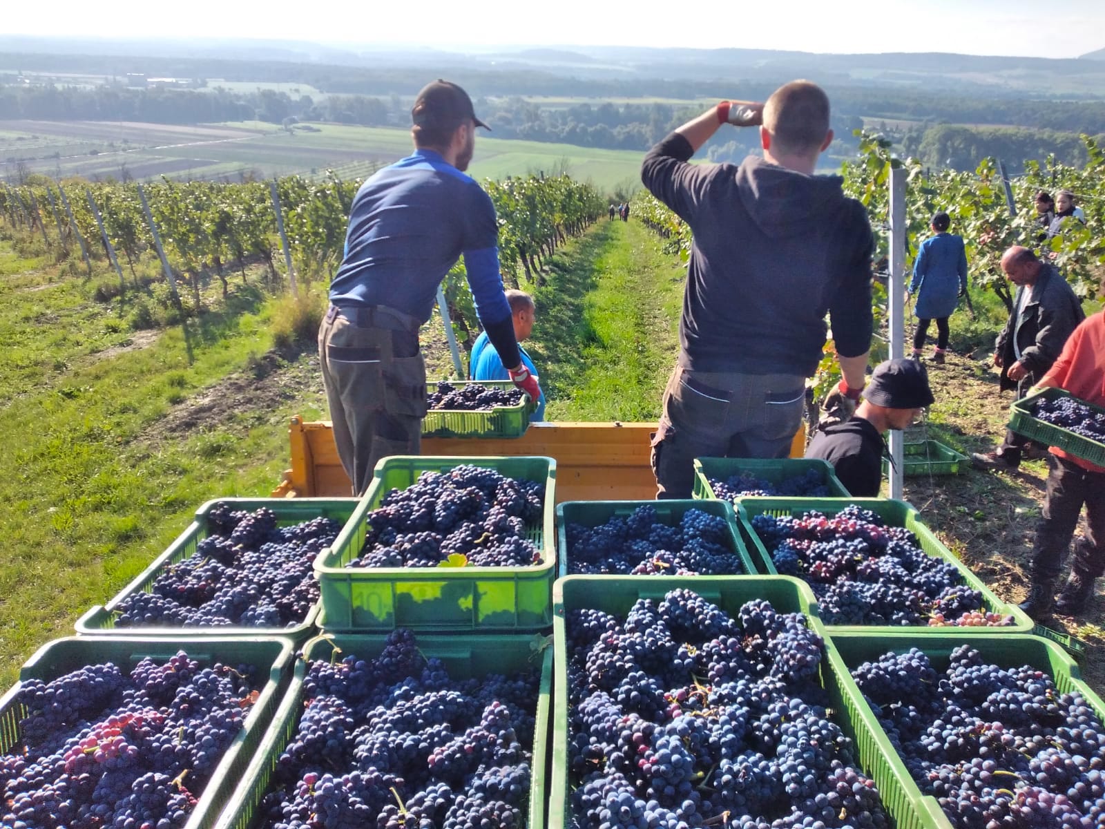 Vinařství Zámek Lobkowicz Roudnice foto 3