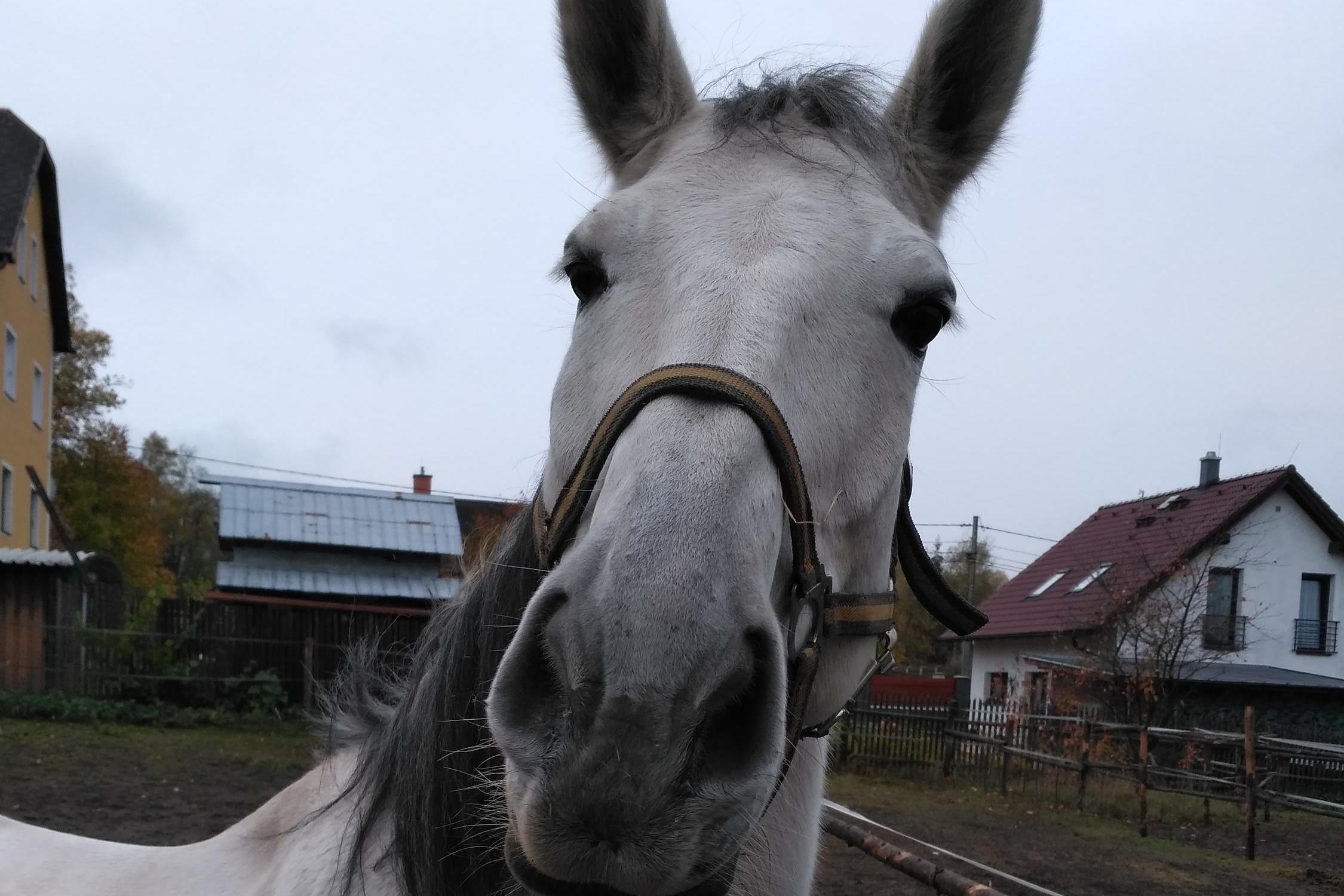 Jitka Palicová - Koně Mezirolí