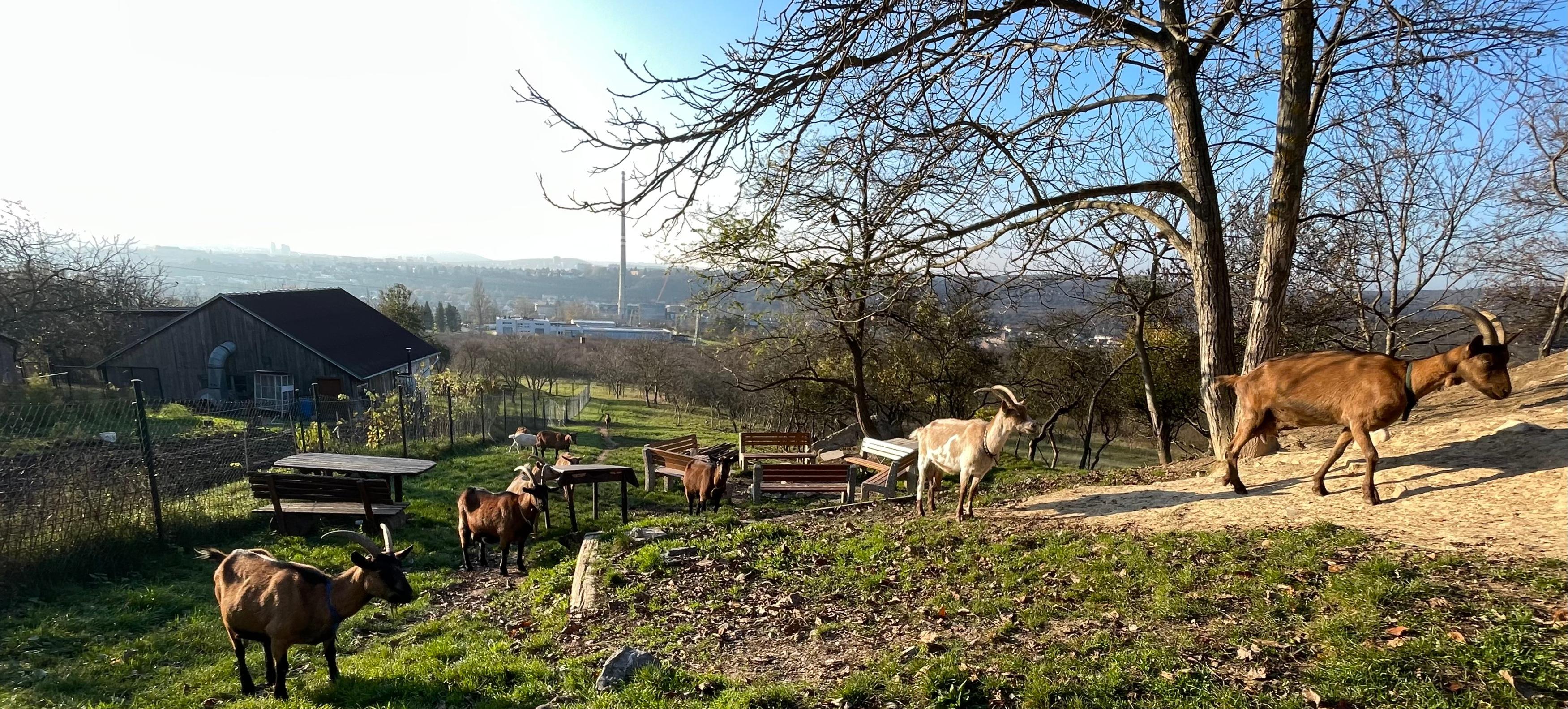 Občerstvení Na Kamenné Horce foto 6