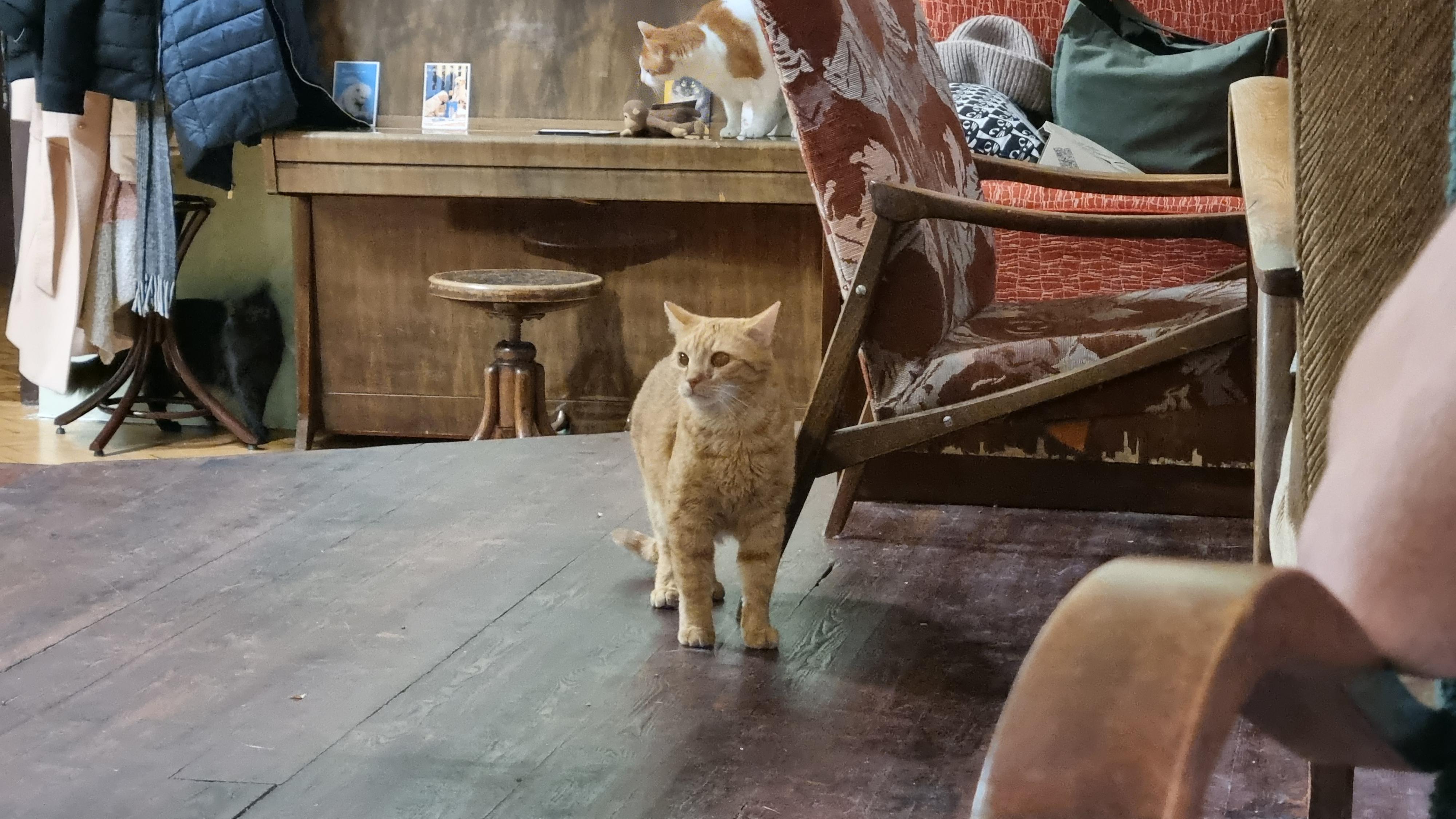 Kočkafé Schrödinger foto 4