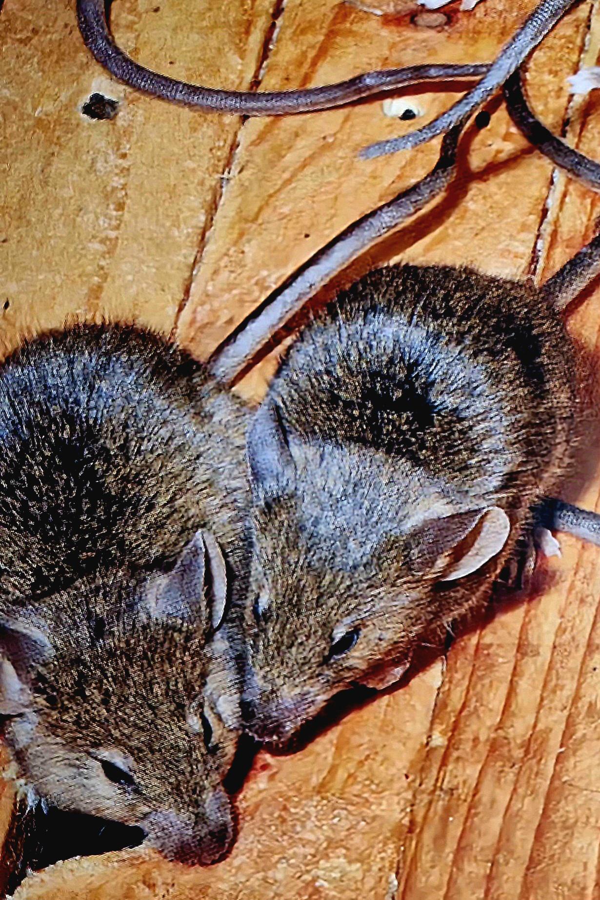 Daniel Gaňo - Deratizace kanalizační sítě foto 3