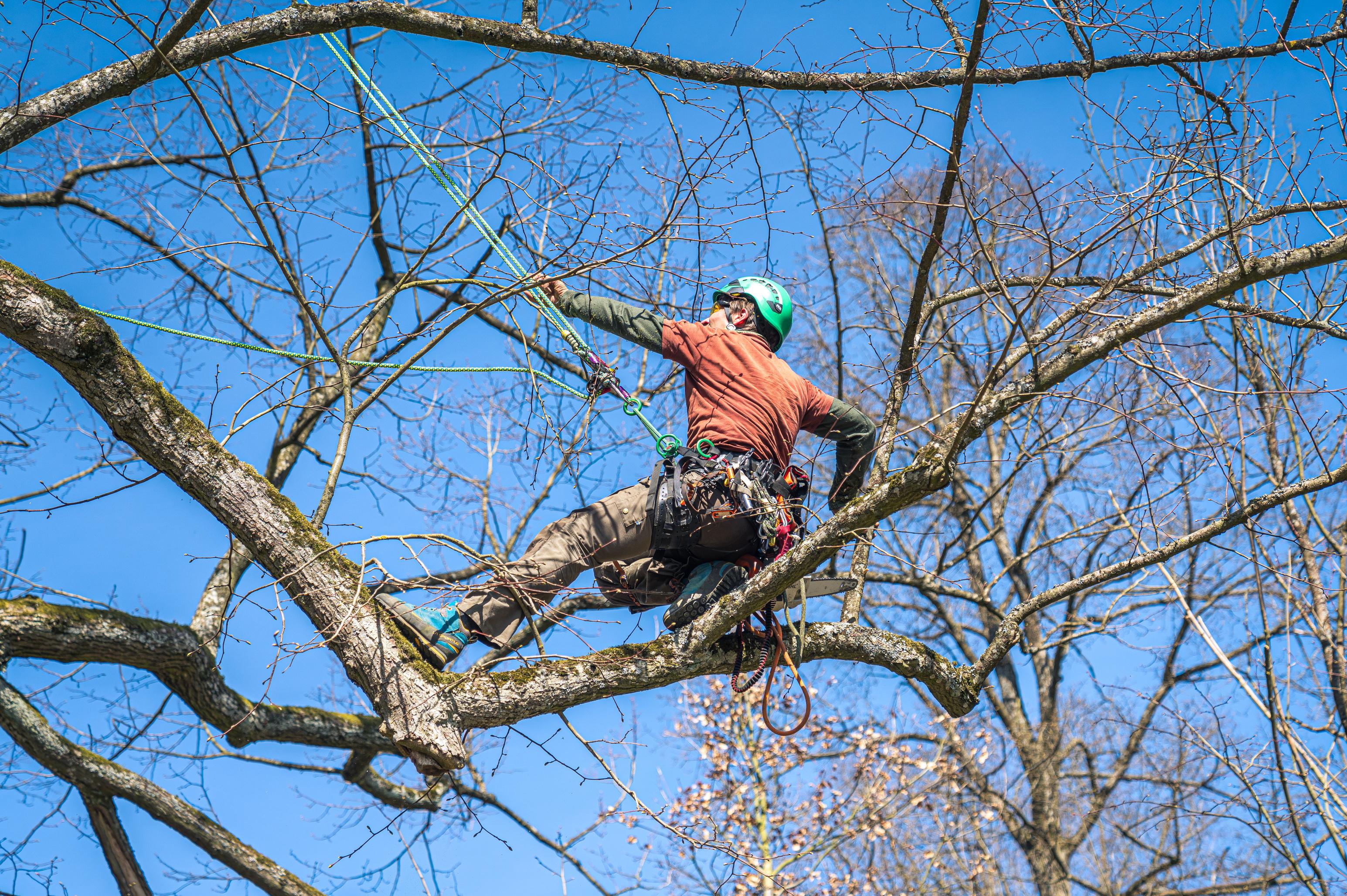 Petr Vlček - stromyzlana.cz foto 1