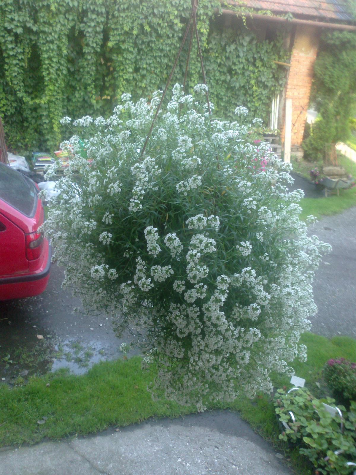 Zahradnictví Matula foto 4