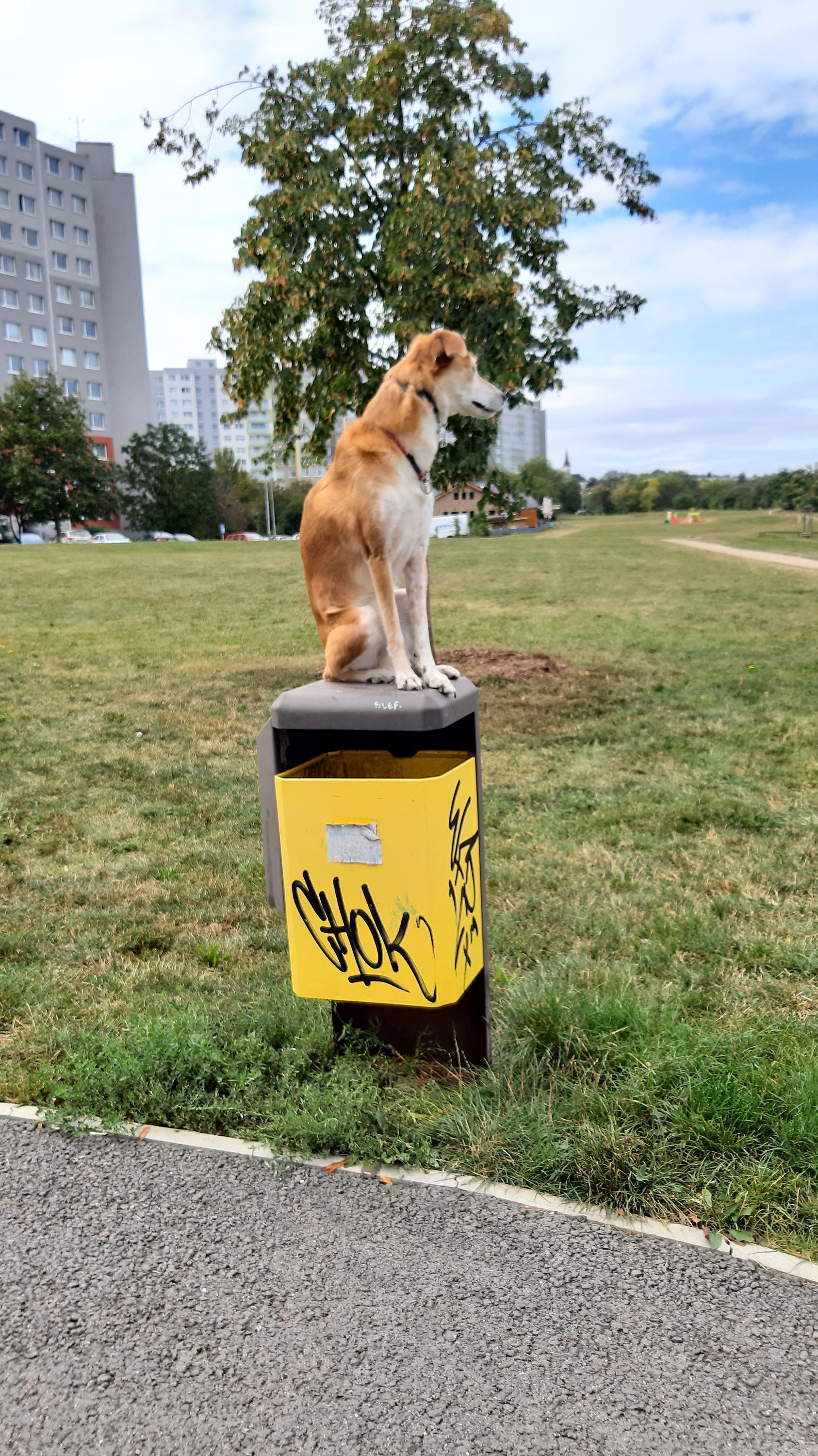 Výcvik psů - Adamec Luboš foto 6