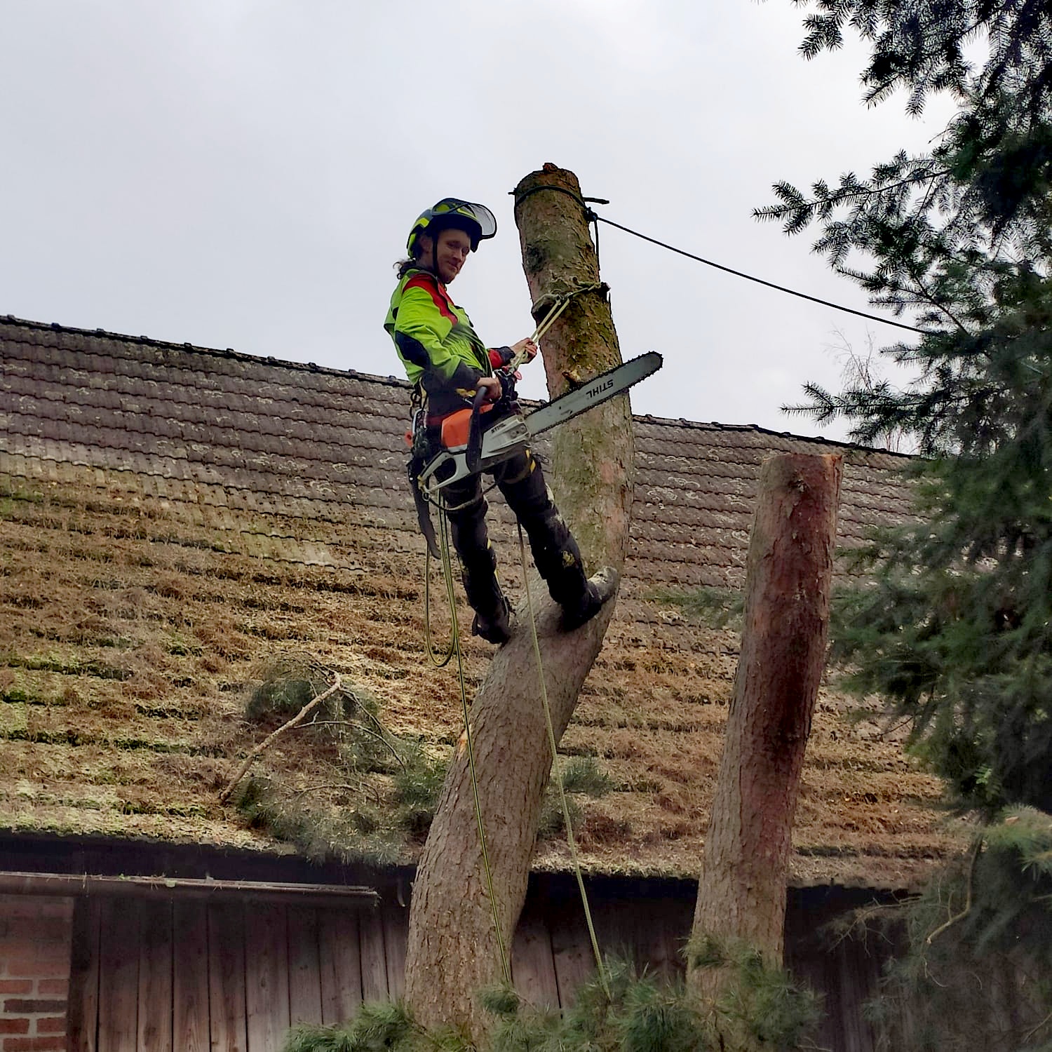 Tree Works - rizikové kácení a prořez stromů foto 4