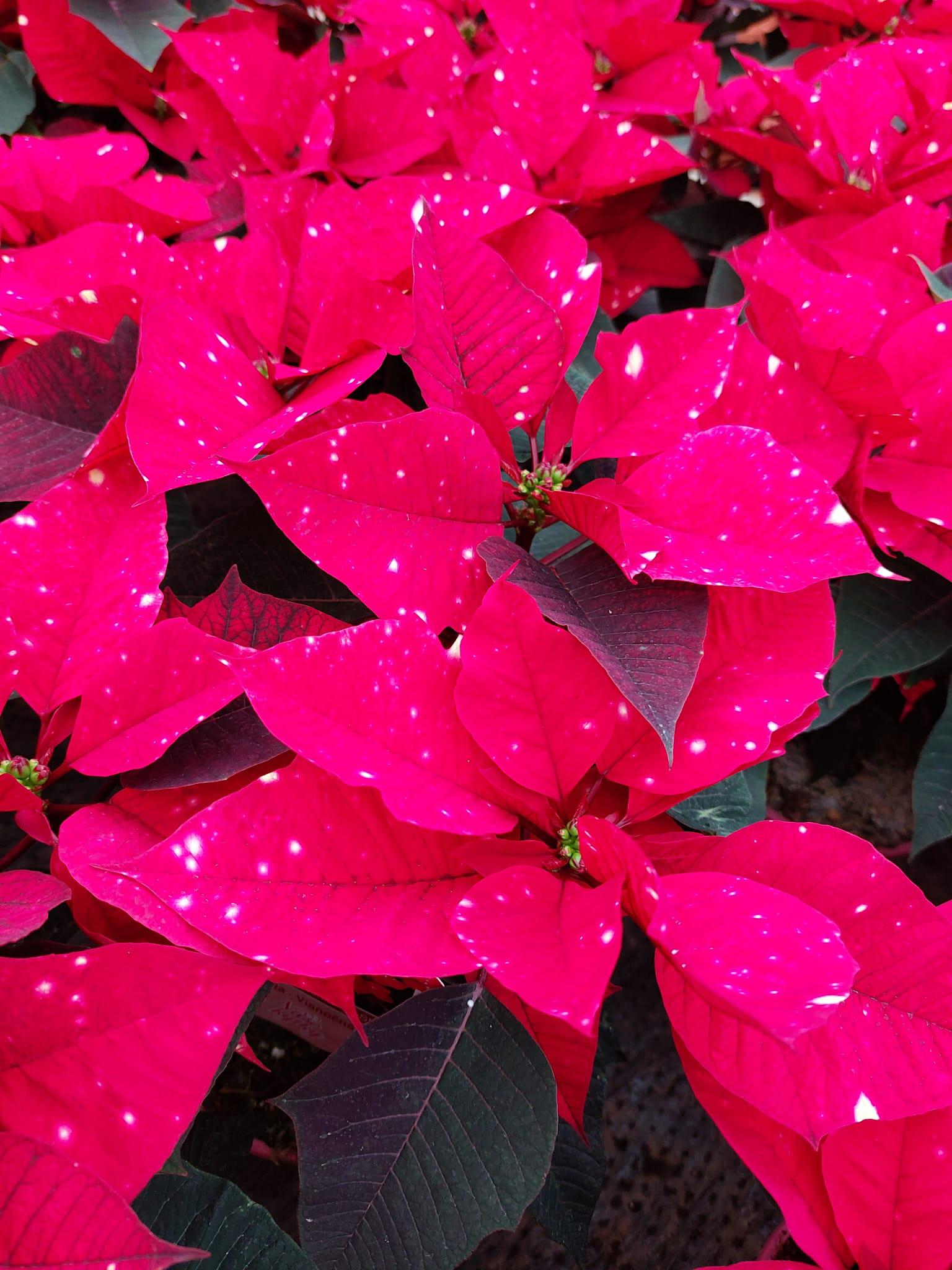 Naše kytky s.r.o. foto 5