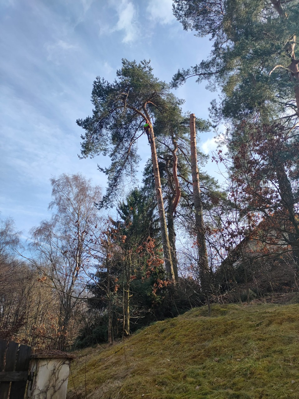 ARBEX - Prořezy a rizikové kácení stromů foto 5